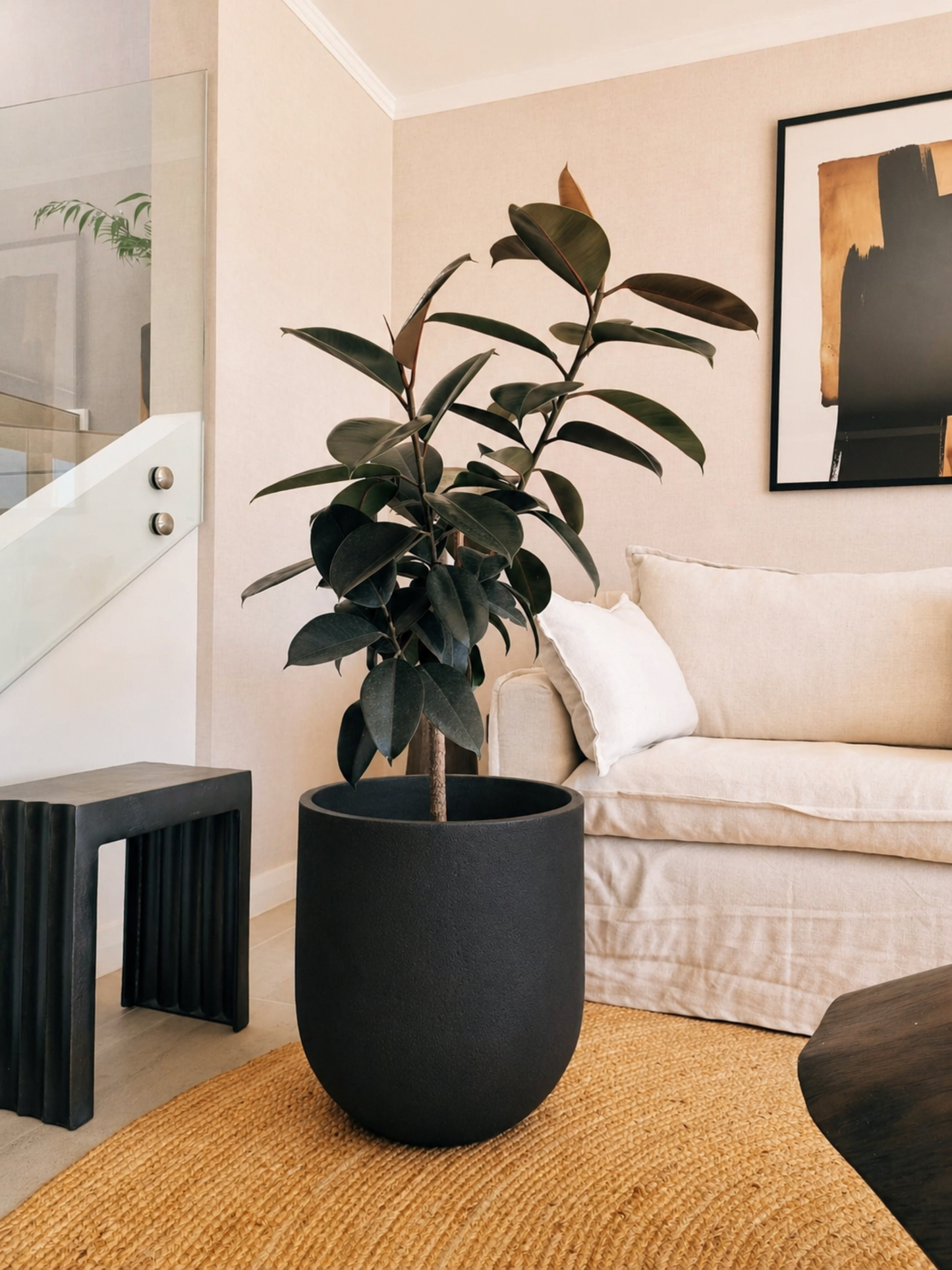 Ficus Burgundy XXL + Macetero Bruma - Elige tu color
