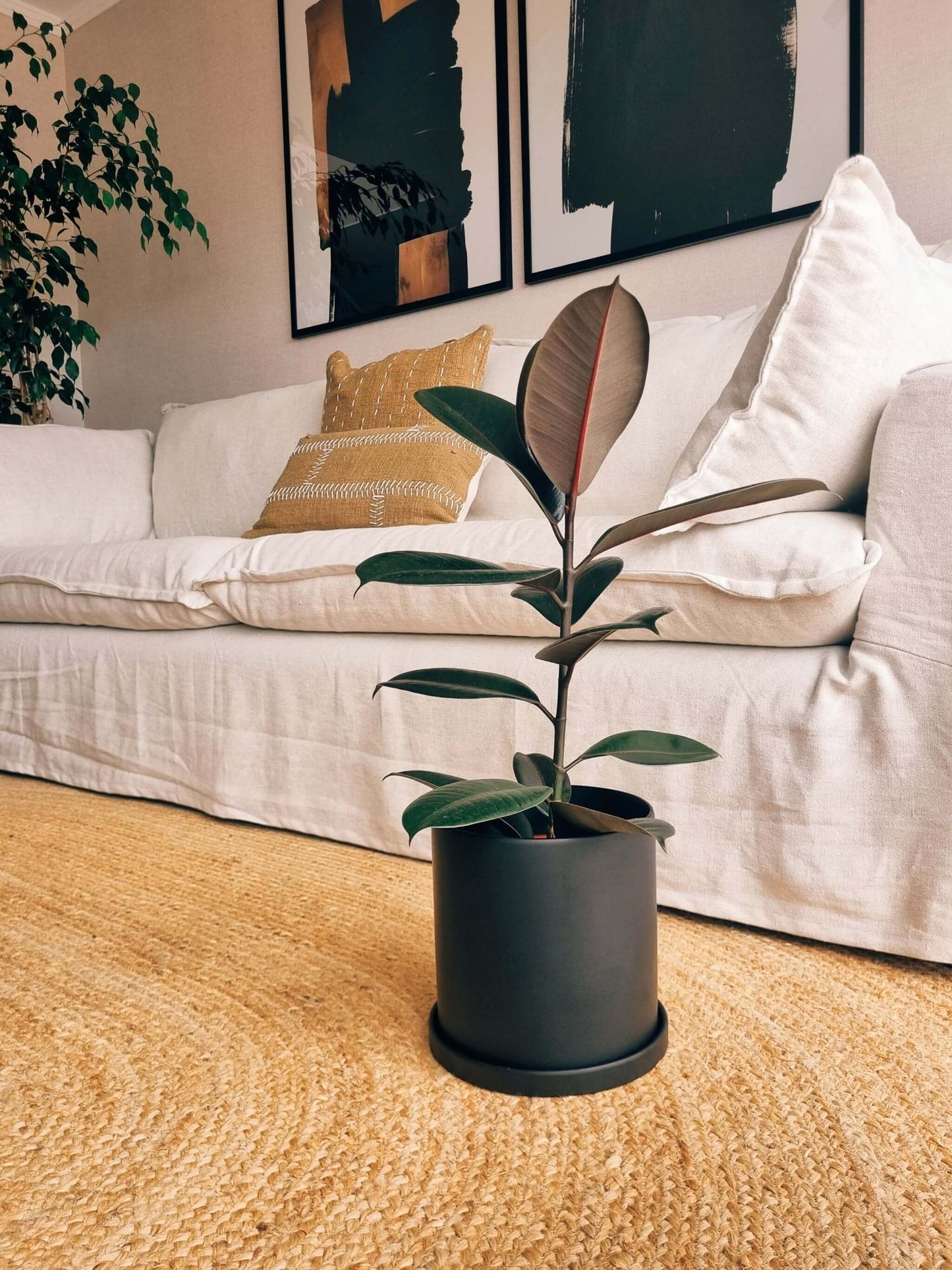 Ficus Burgundy + Macetero Nórdico - Elige tu color