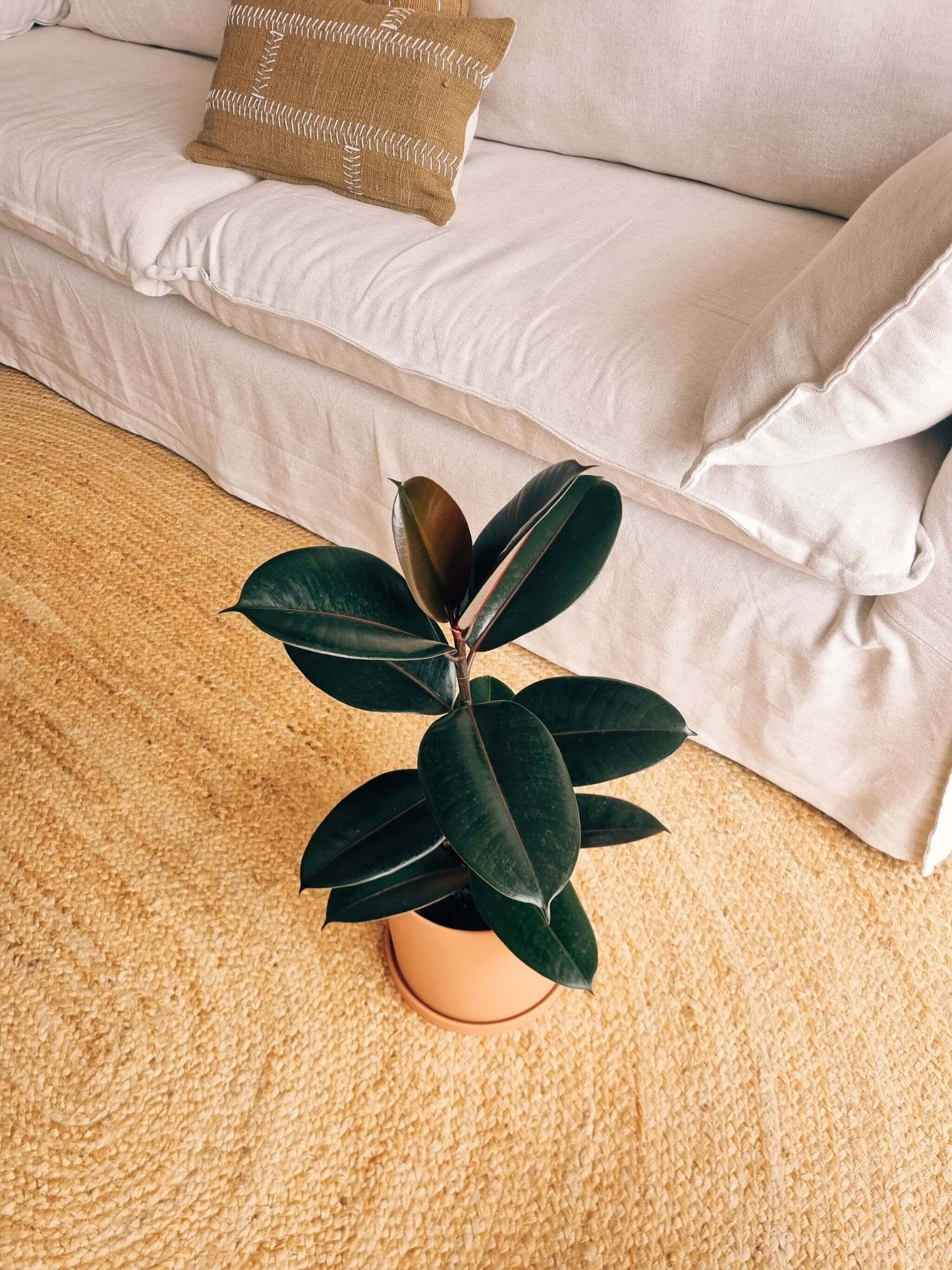 Ficus Burgundy