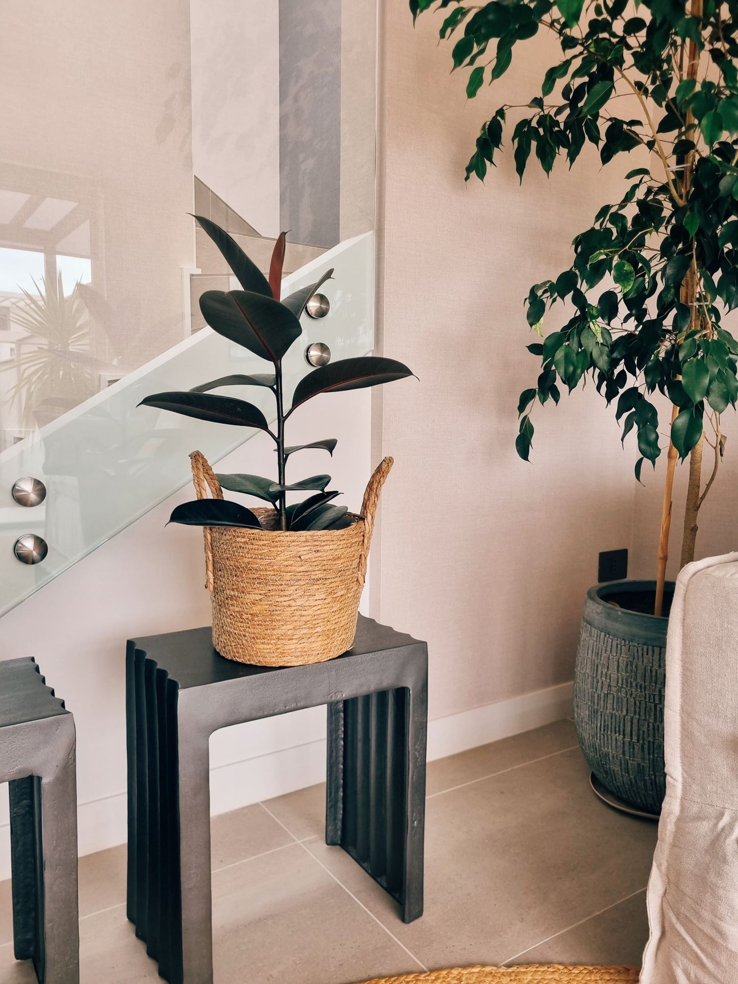 Ficus Burgundy + Canasto - Elige el que más te guste