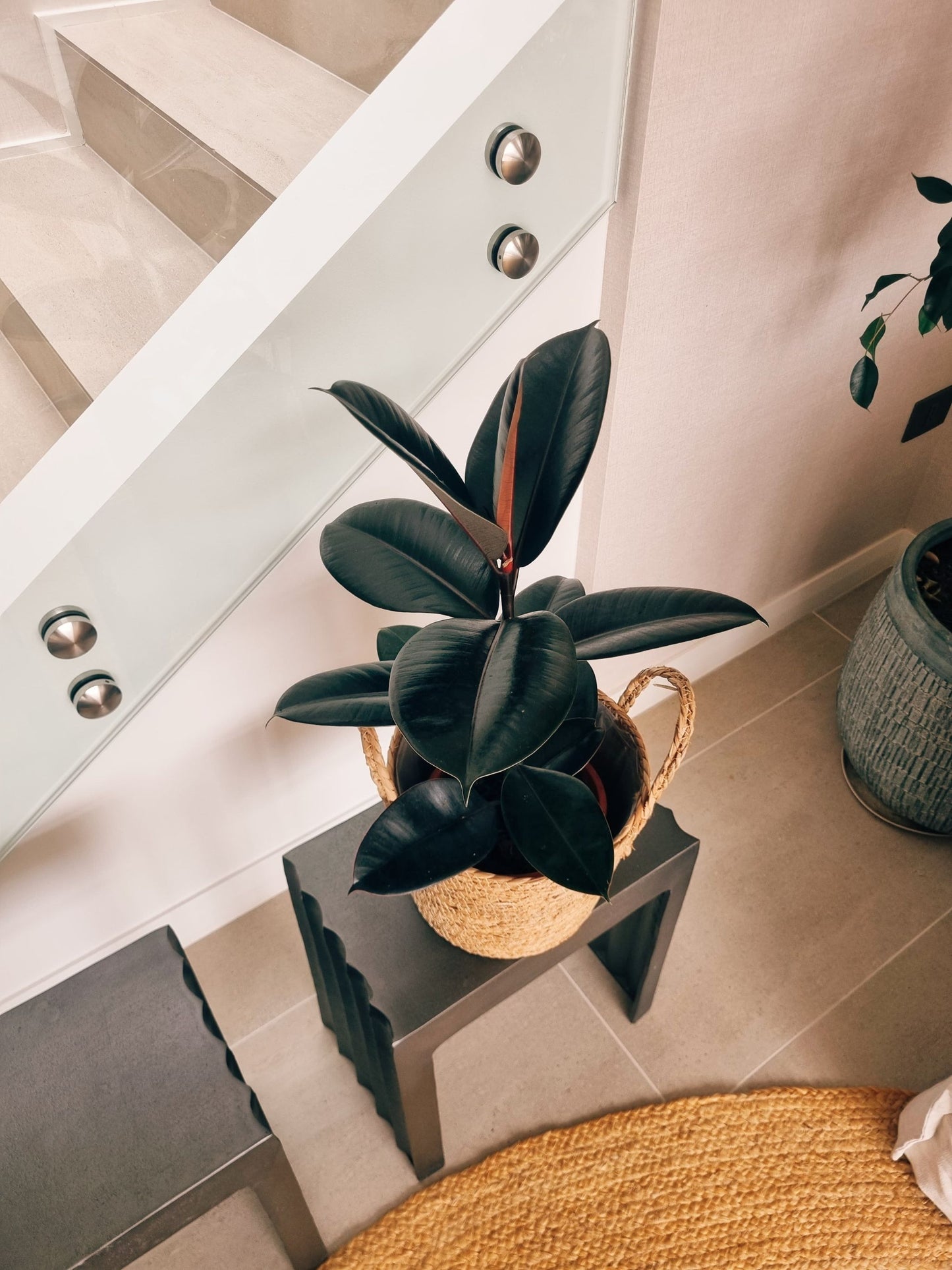 Ficus Burgundy