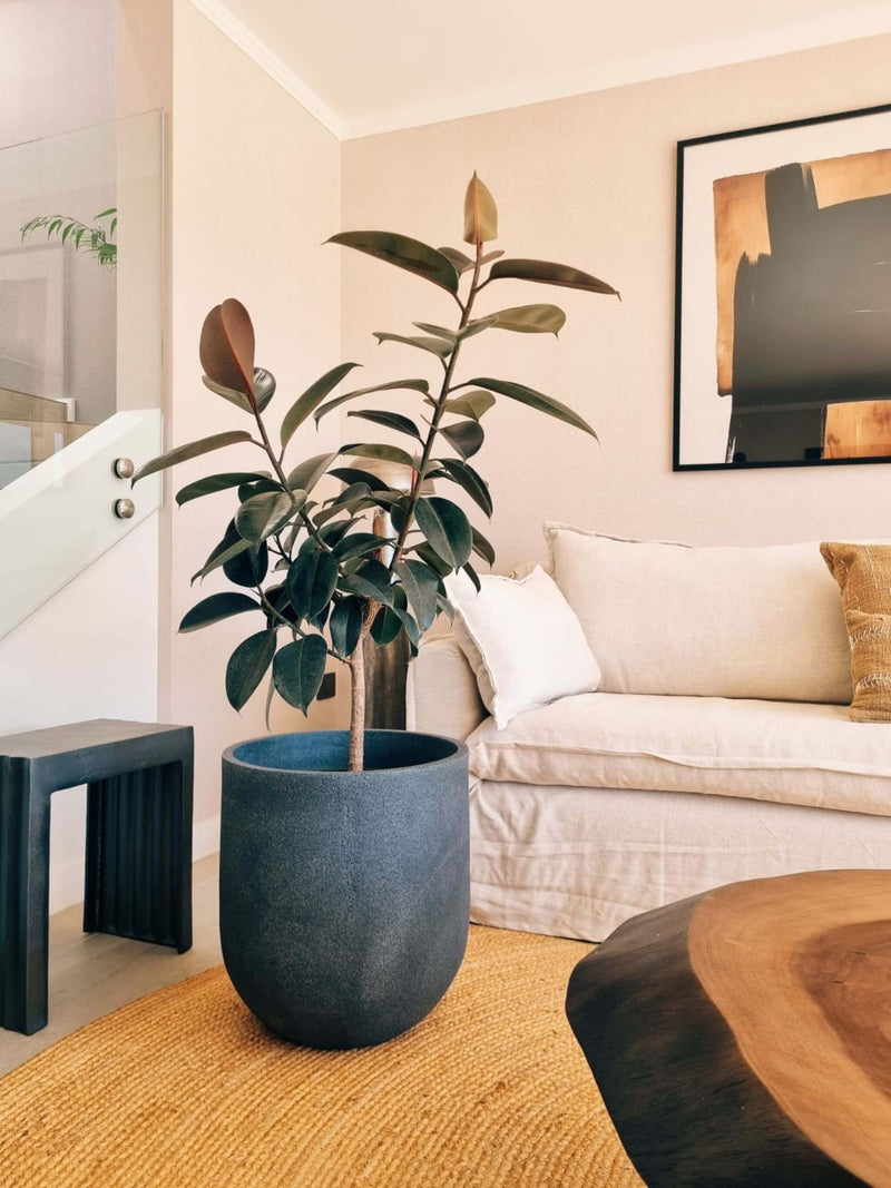 Ficus Burgundy XXL + Macetero Bruma - Elige tu color