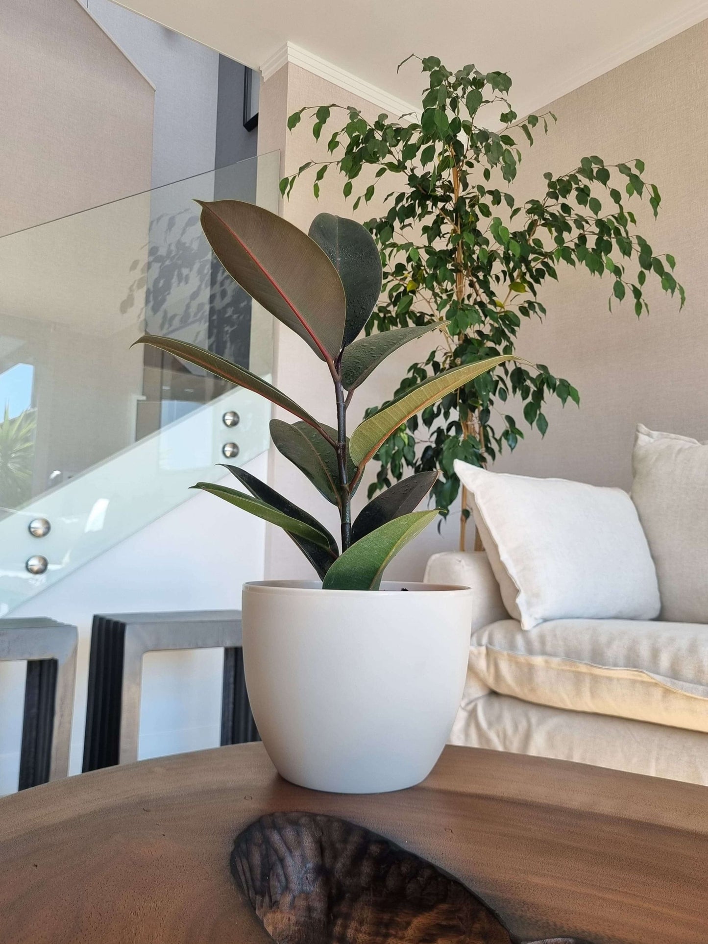 Ficus Burgundy + Macetero Cuenco - Elige tu color
