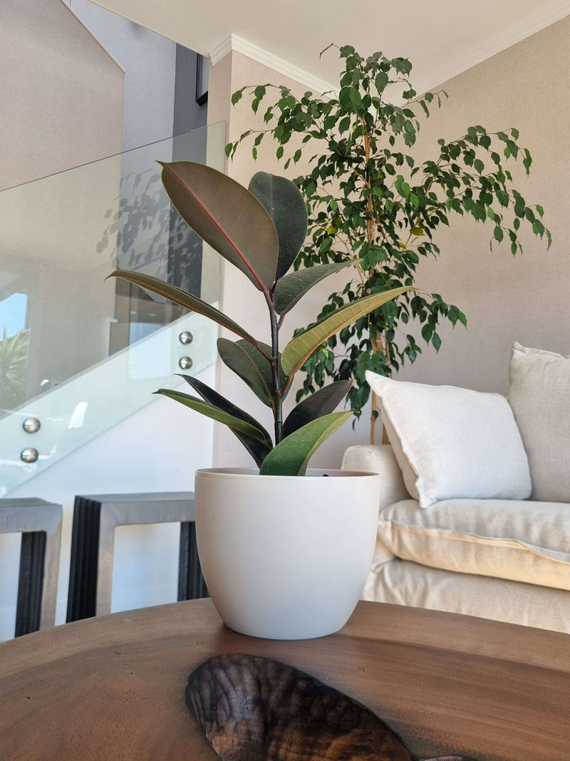 Ficus Burgundy + Macetero Cuenco - Elige tu color