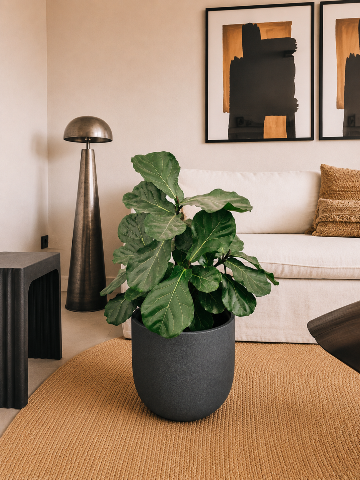 Ficus Lyrata Ramnificado XXL + Macetero Bruma - Elige tu color