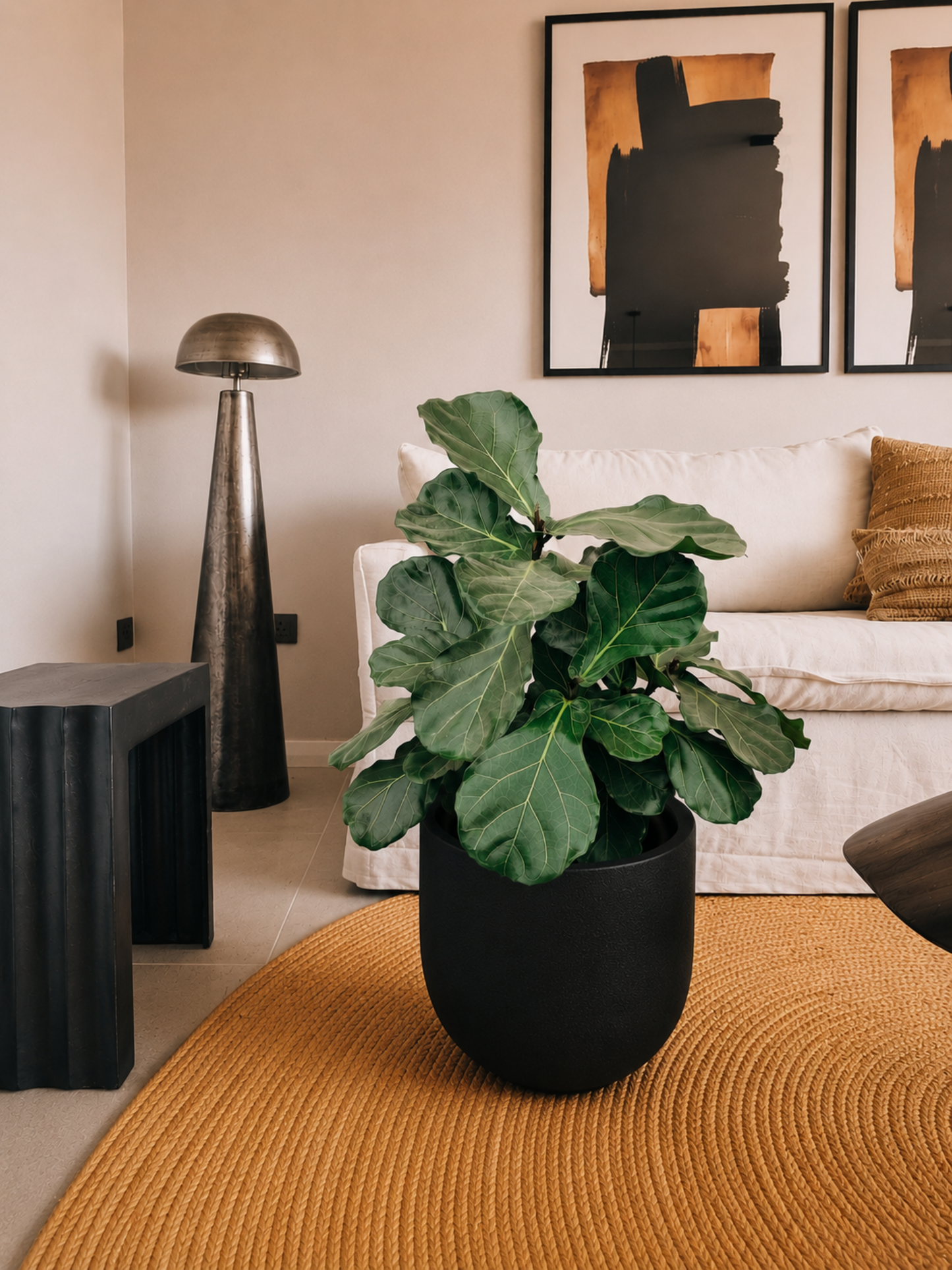 Ficus Lyrata Ramnificado XXL + Macetero Bruma - Elige tu color