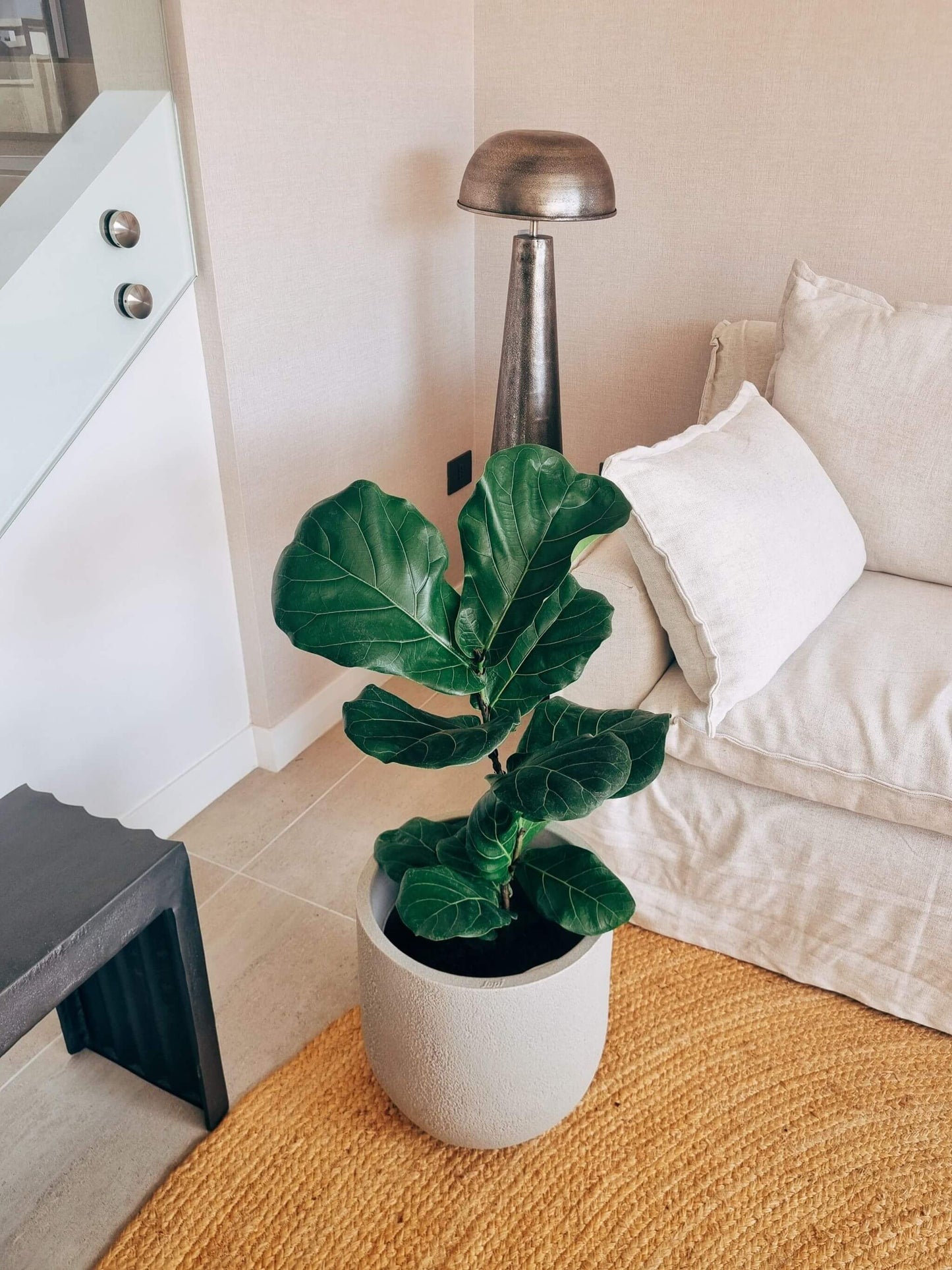 Ficus Lyrata XXL + Macetero Bruma - Elige tu color