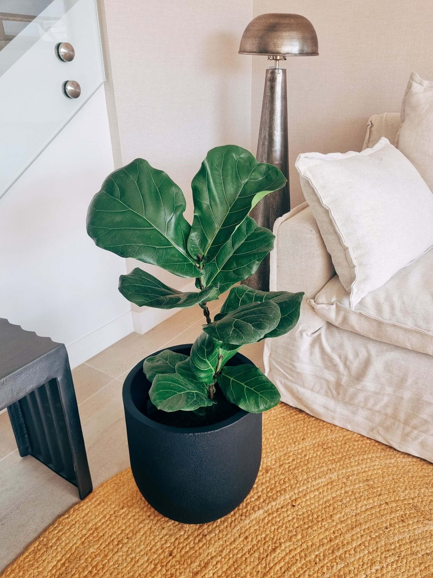 Ficus Lyrata XXL + Macetero Bruma - Elige tu color