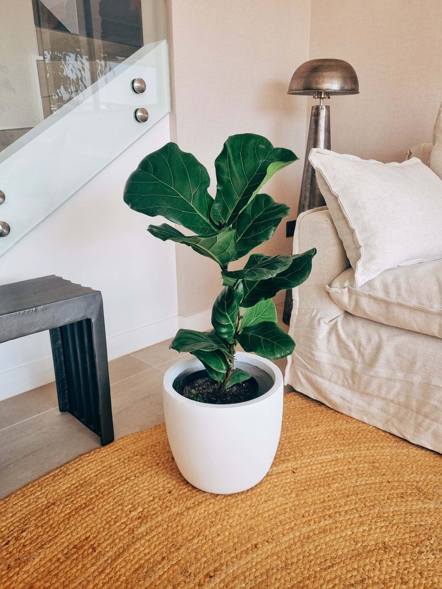 Ficus Lyrata XXL + Macetero Tempo  - Elige tu color