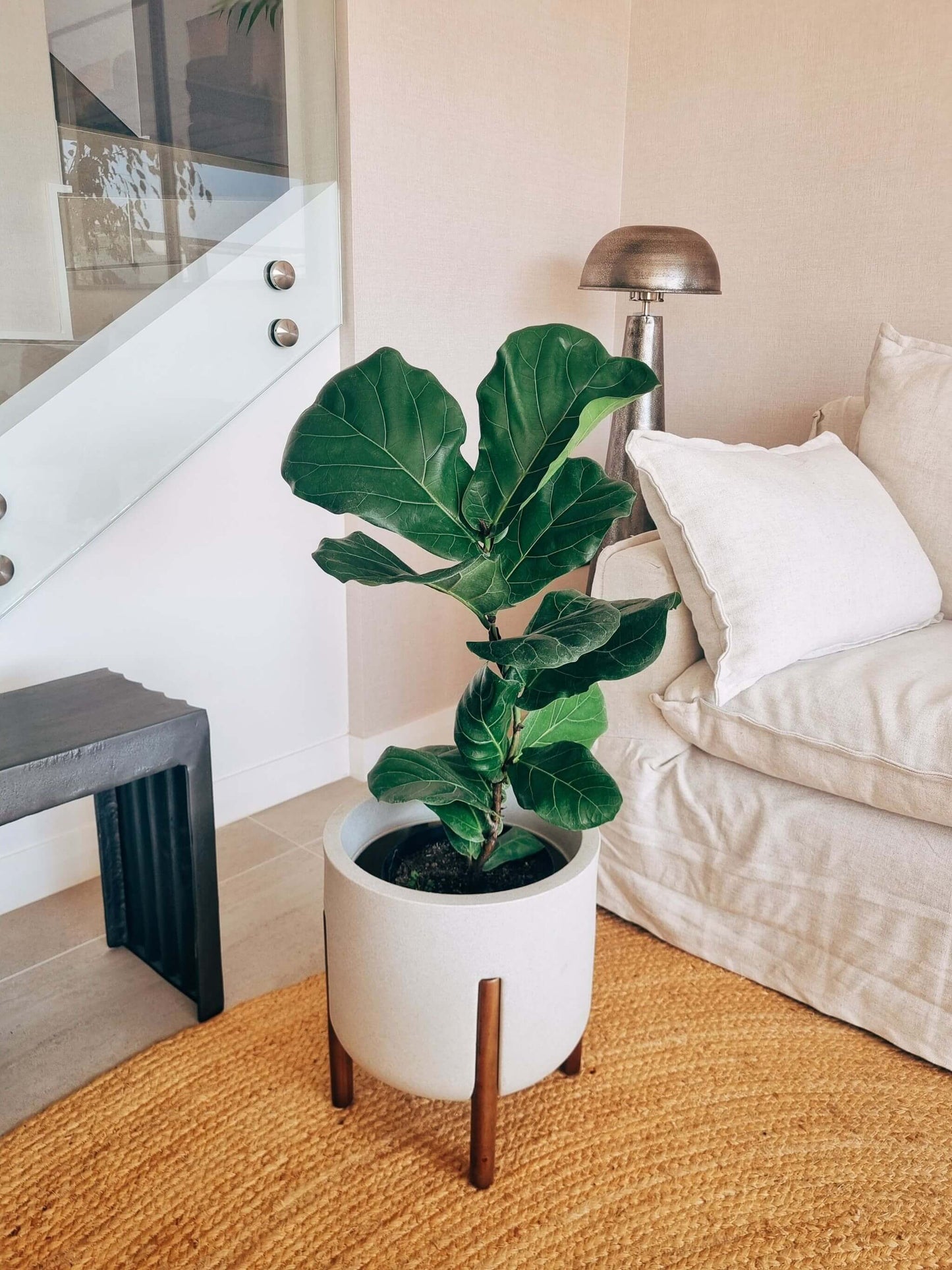 Ficus Lyrata XXL + Macetero con pedestal Elevé  - Elige tu color
