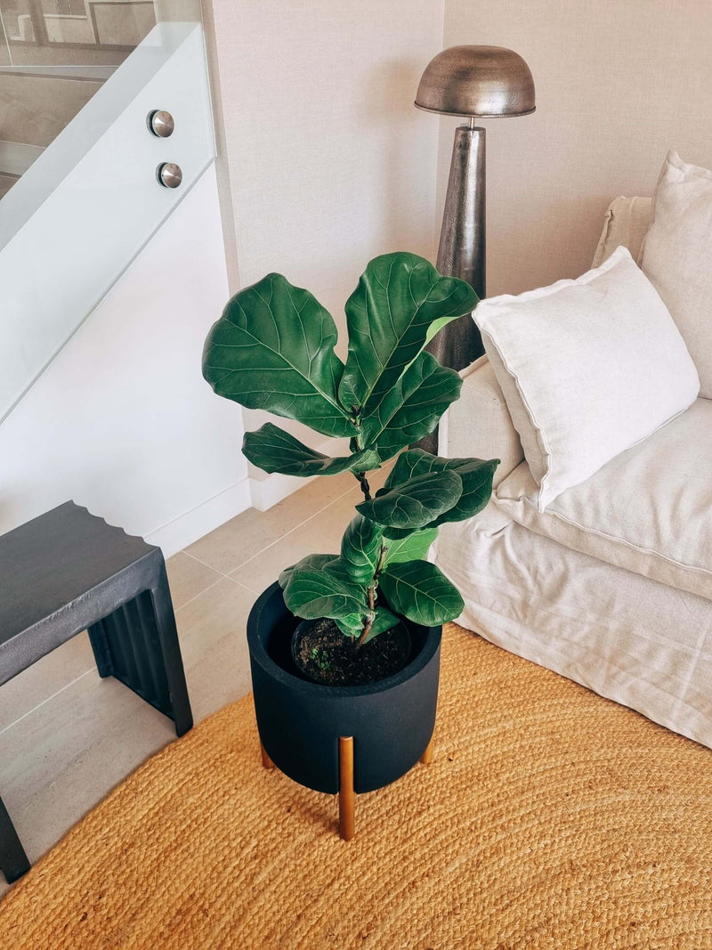 Ficus Lyrata XXL + Macetero con pedestal Elevé  - Elige tu color