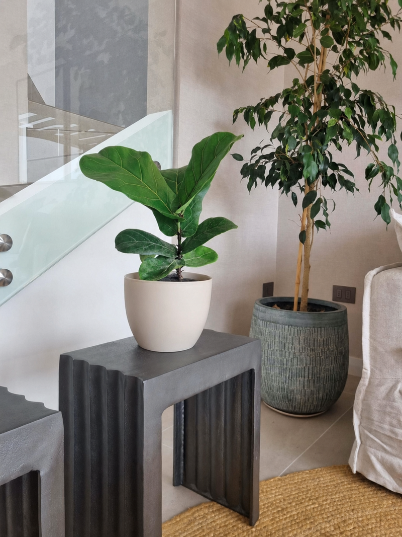 Ficus Lyrata M + Macetero Cuenco - Elige tu color