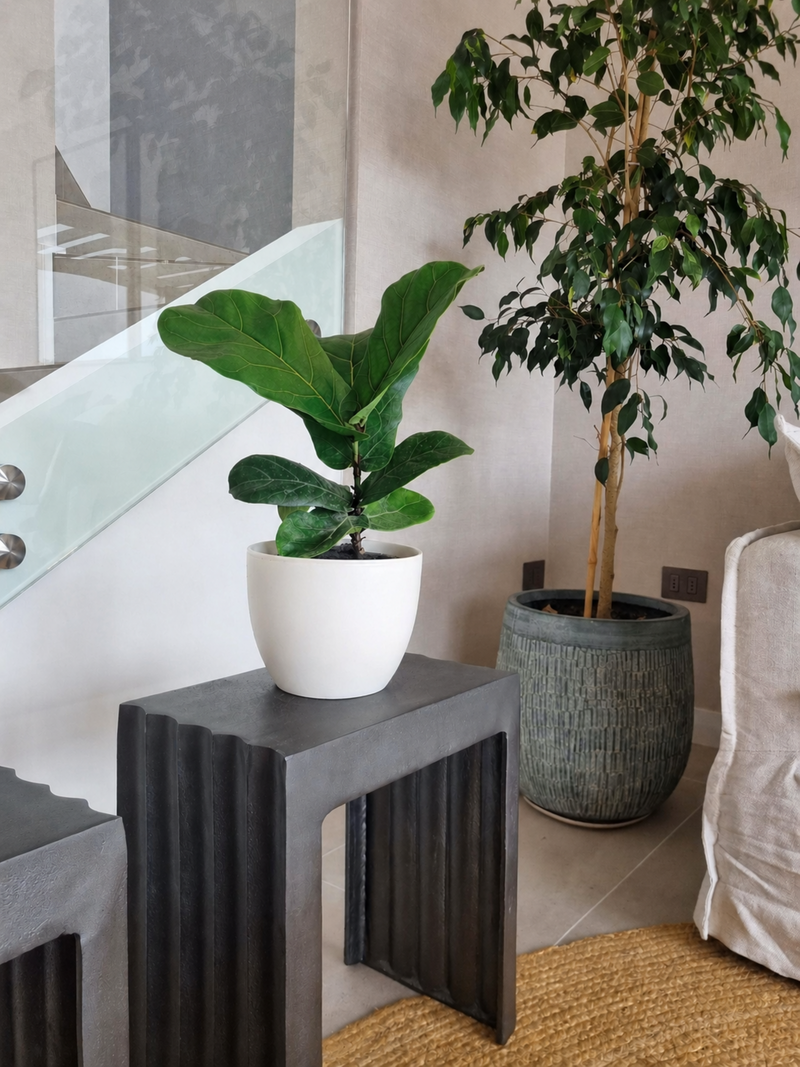Ficus Lyrata M + Macetero Cuenco - Elige tu color