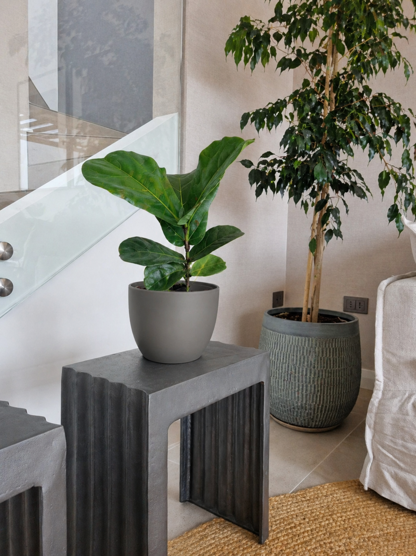 Ficus Lyrata M + Macetero Cuenco - Elige tu color