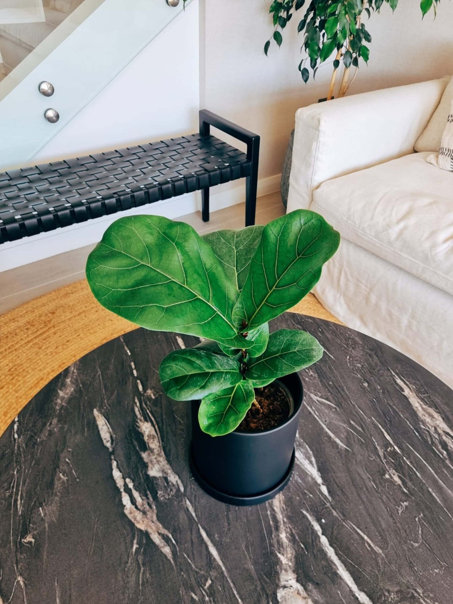 Ficus Lyrata M