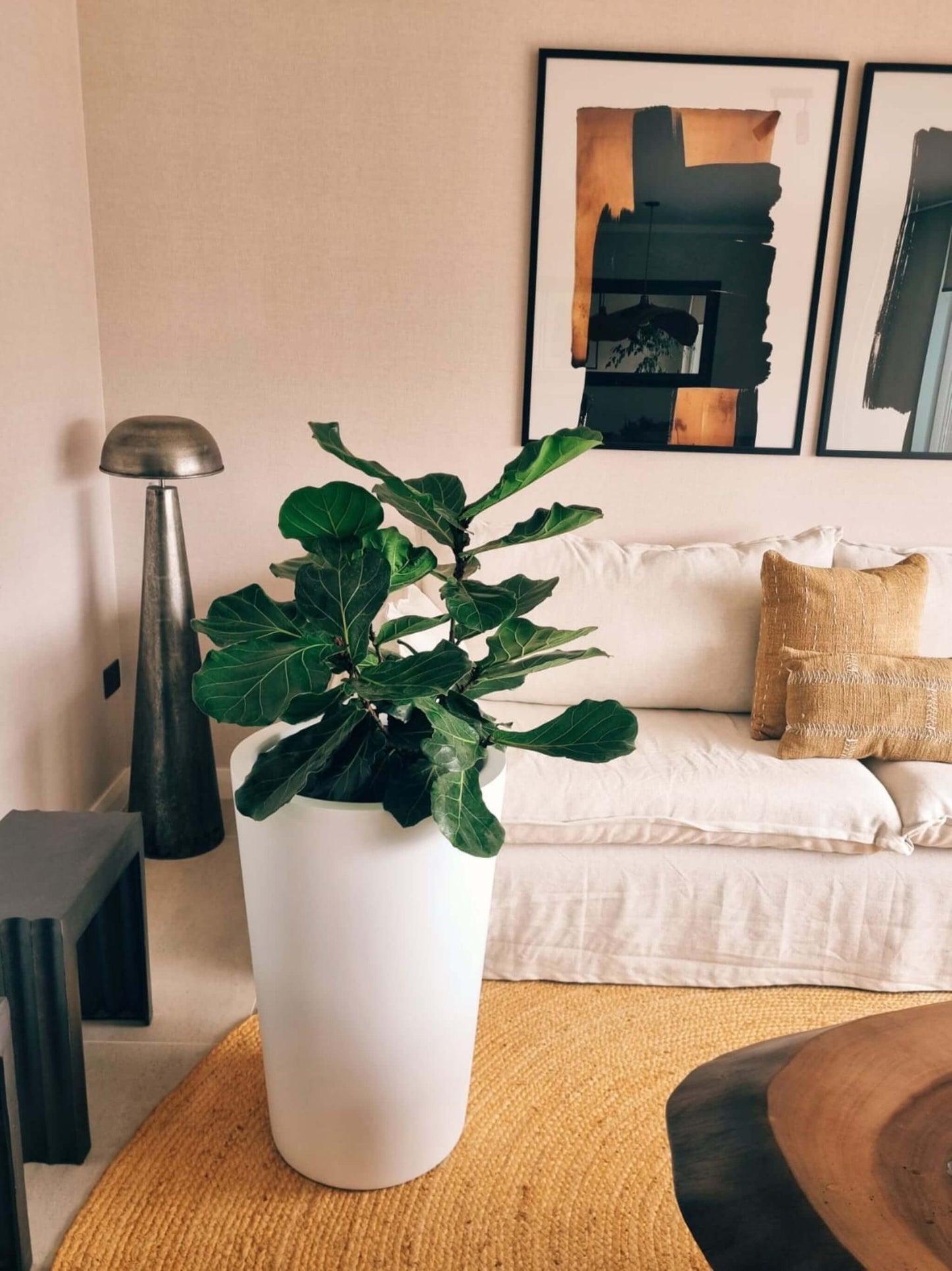 Ficus Lyrata Ramnificado  XXL