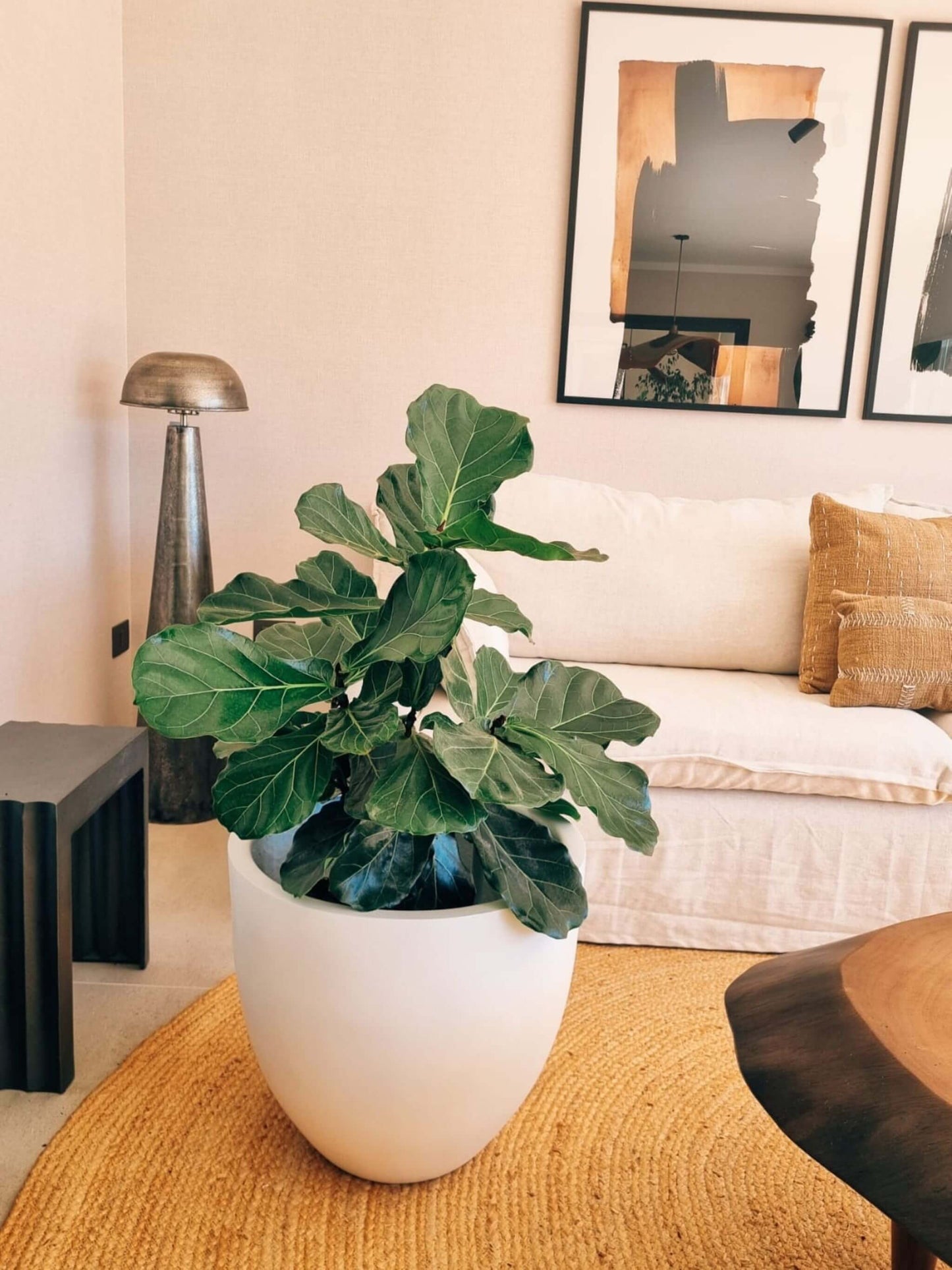 Ficus Lyrata Ramnificado XXL + Macetero Autorregante Origen - Elige tu color