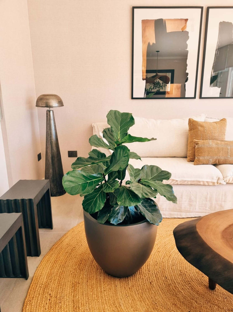 Ficus Lyrata Ramnificado XXL + Macetero Autorregante Origen - Elige tu color