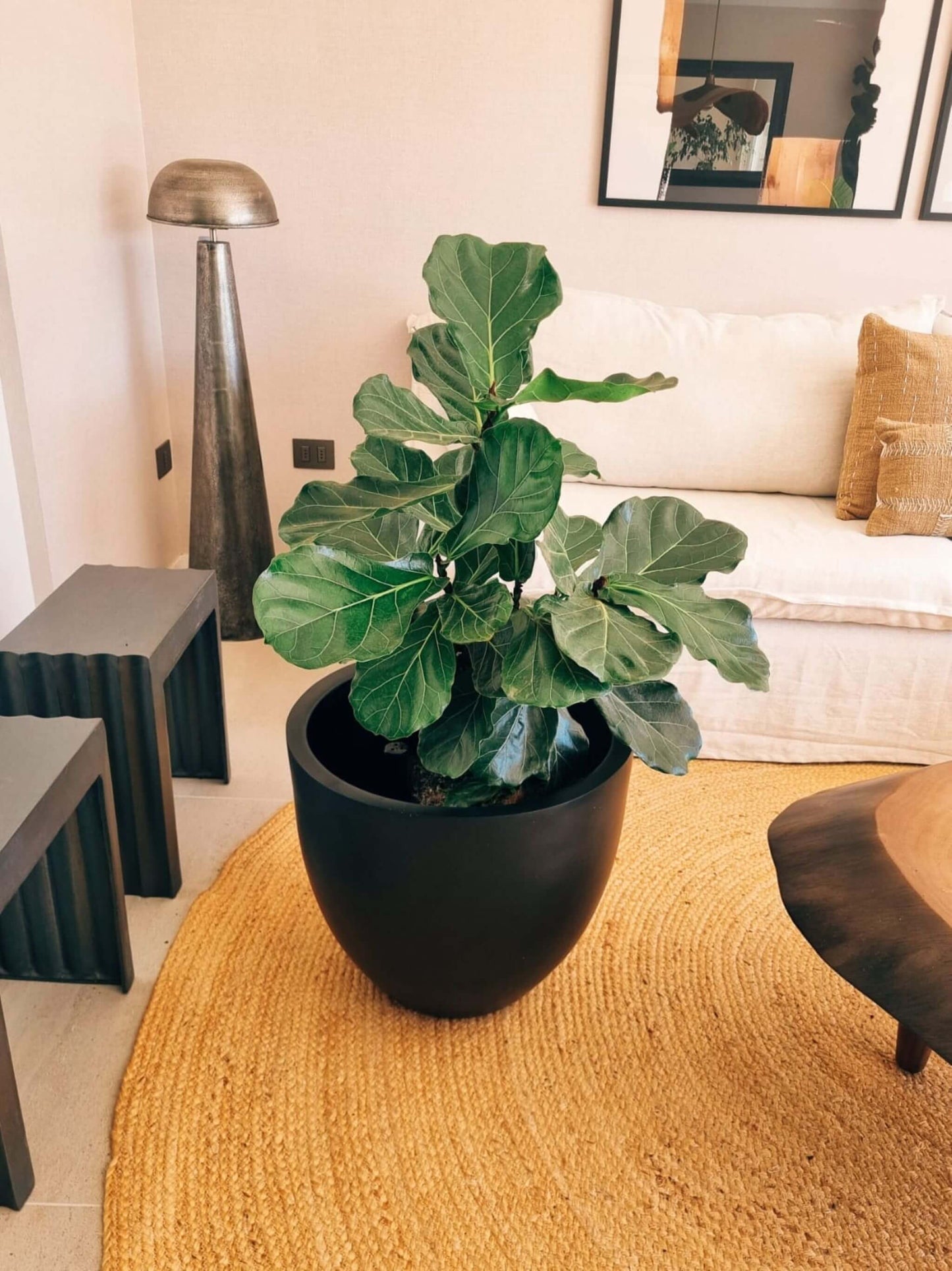 Ficus Lyrata Ramnificado XXL + Macetero Autorregante Origen - Elige tu color