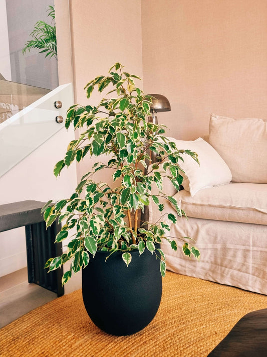 Ficus Benjamina Variegado  XL + Macetero Bruma - Elige tu color