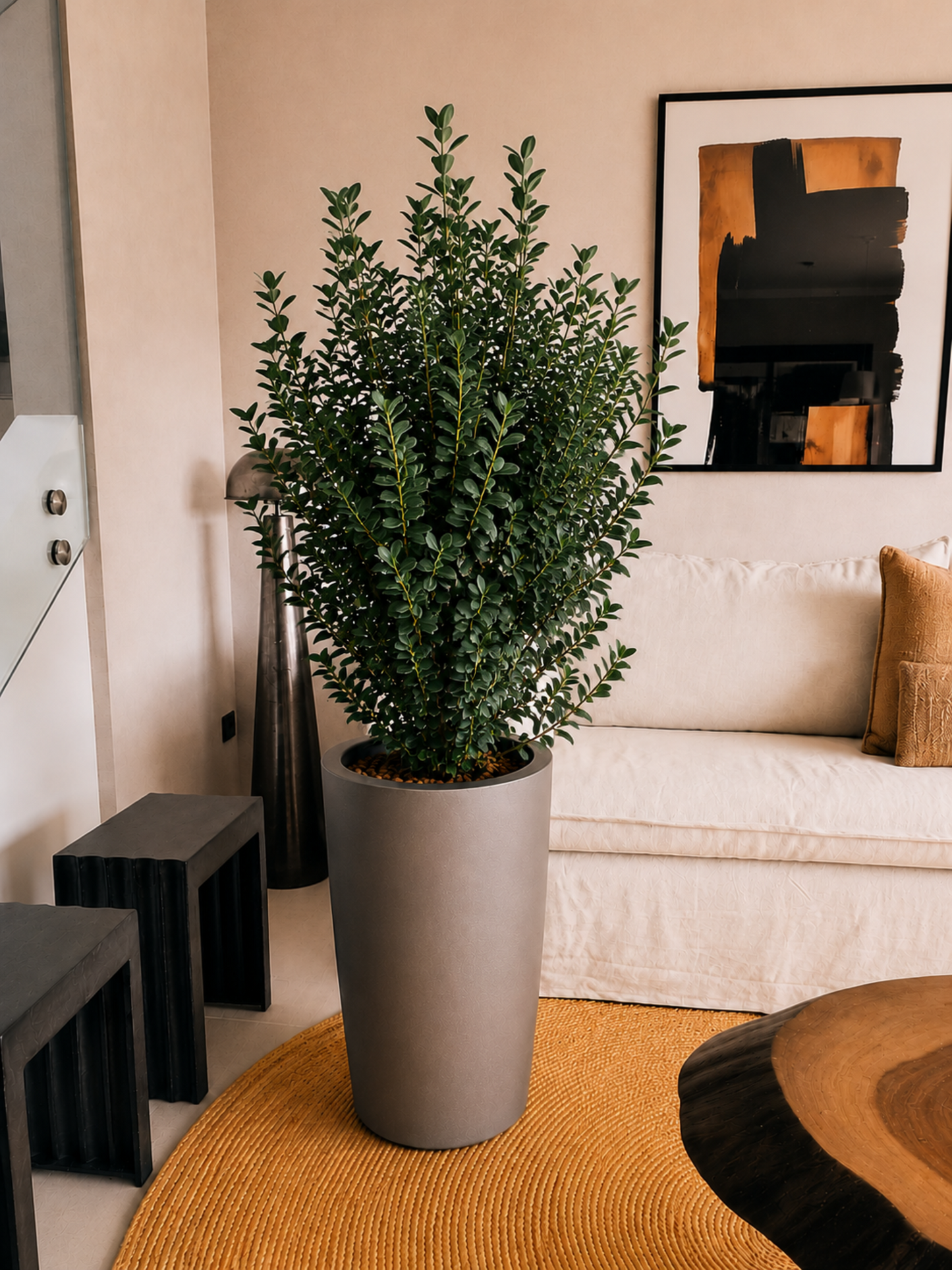 Ficus Moclamé XXL + Macetero Autorregante Alto- Elige tu color