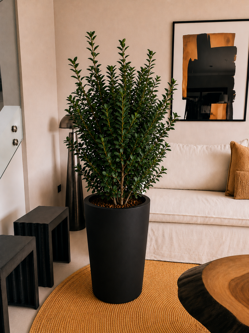 Ficus Moclamé XXL + Macetero Autorregante Alto- Elige tu color