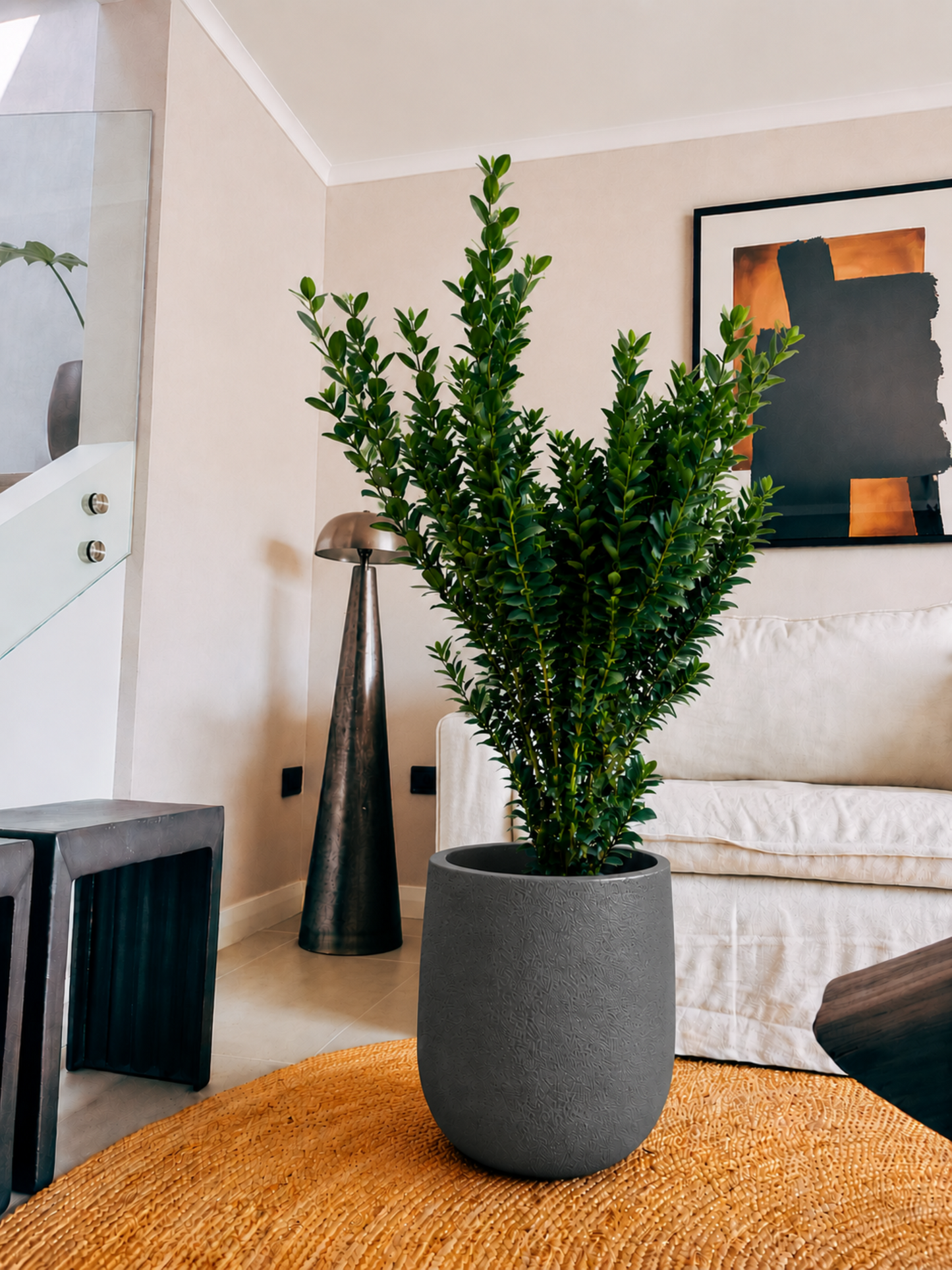 Ficus Moclamé XXL + Macetero Bruma - Elige tu color