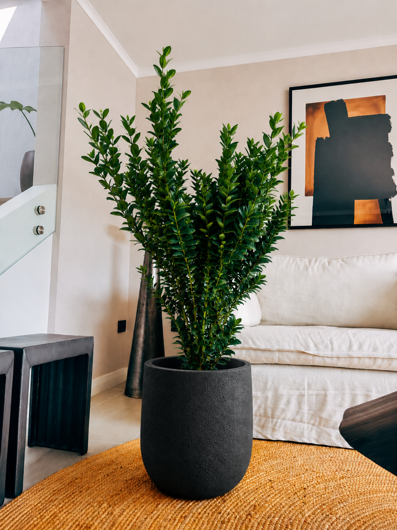 Ficus Moclamé XXL + Macetero Bruma - Elige tu color