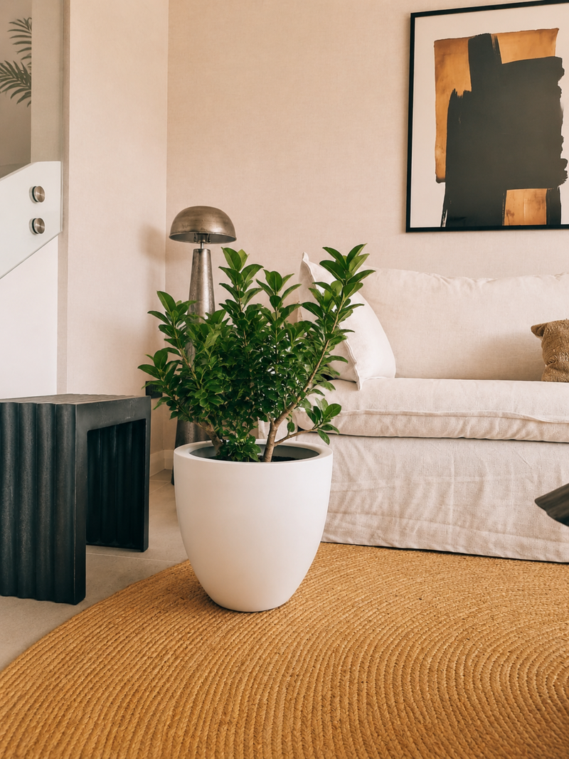 Ficus Moclame XL + Macetero Autorregante Origen - Elige tu color