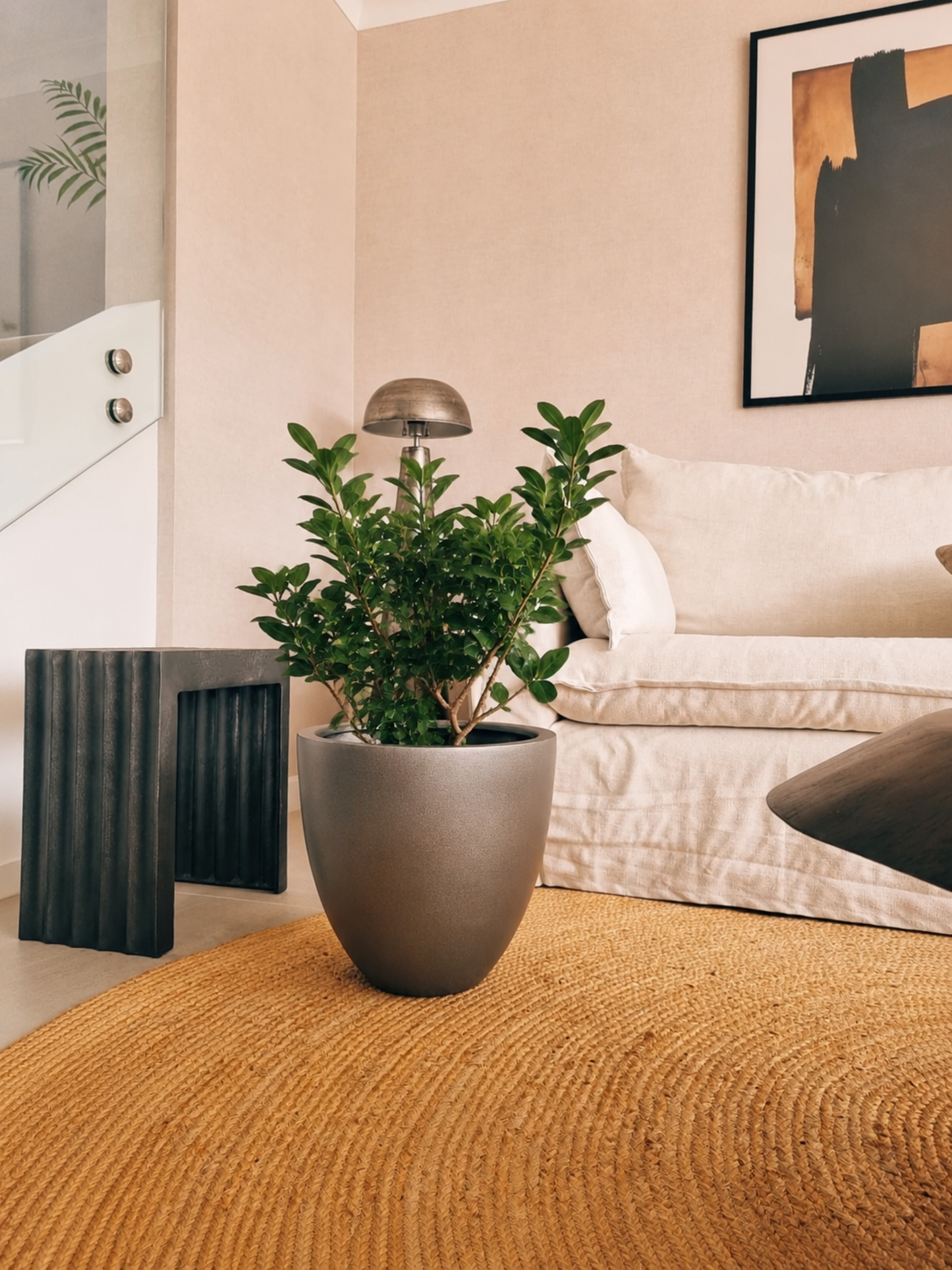 Ficus Moclame XL + Macetero Autorregante Origen - Elige tu color