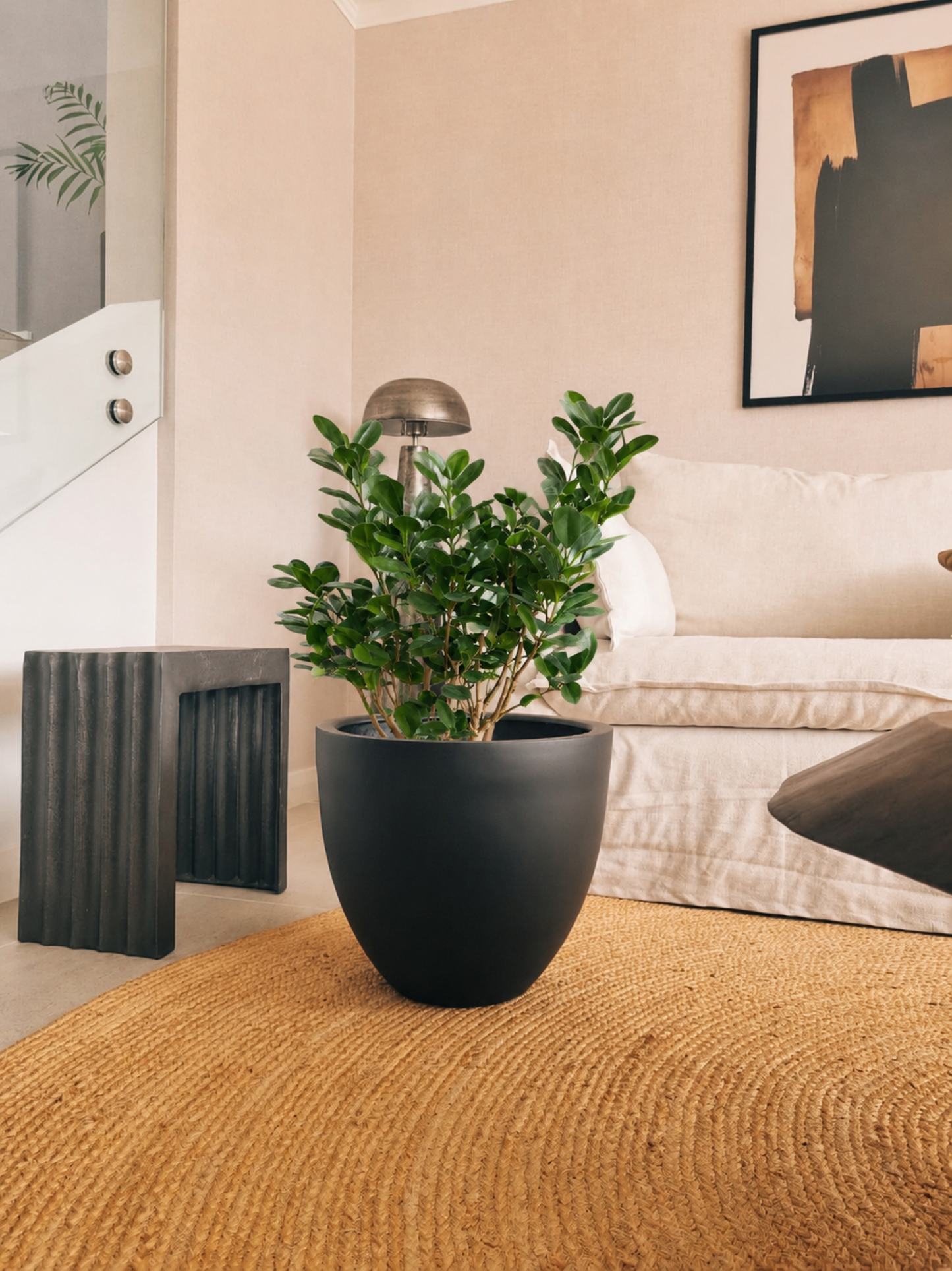 Ficus Moclame XL + Macetero Autorregante Origen - Elige tu color