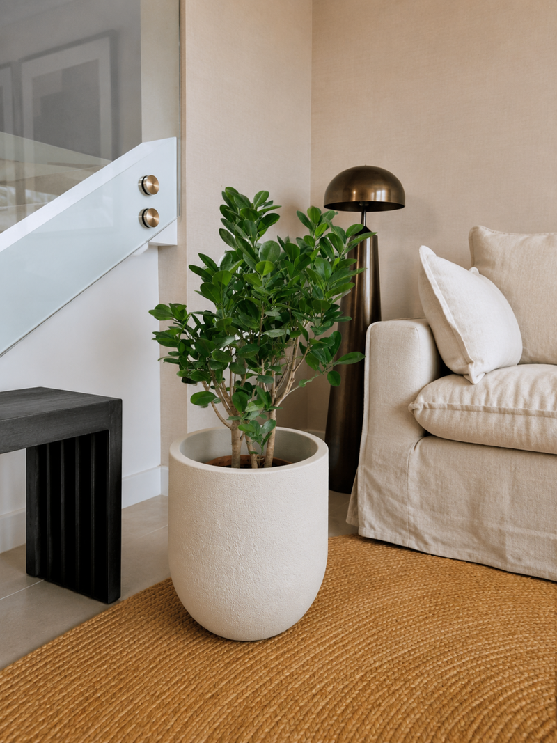Ficus Moclamé XL + Macetero Bruma - Elige tu color