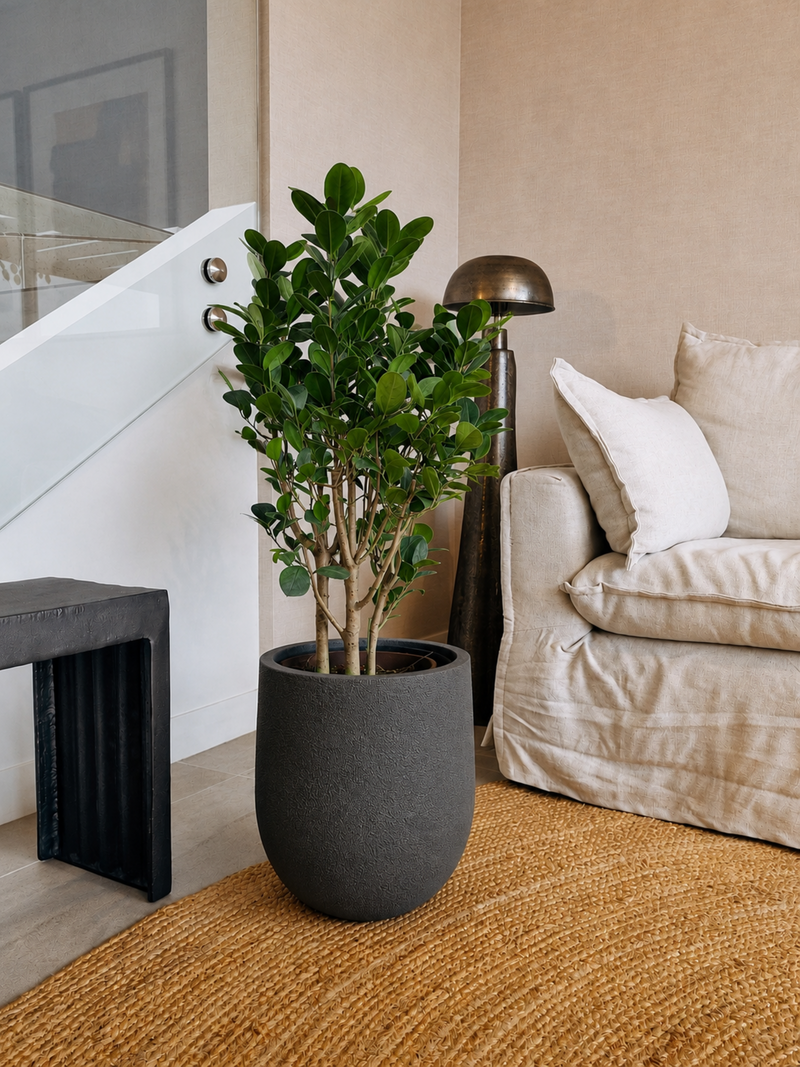 Ficus Moclamé XL + Macetero Bruma - Elige tu color