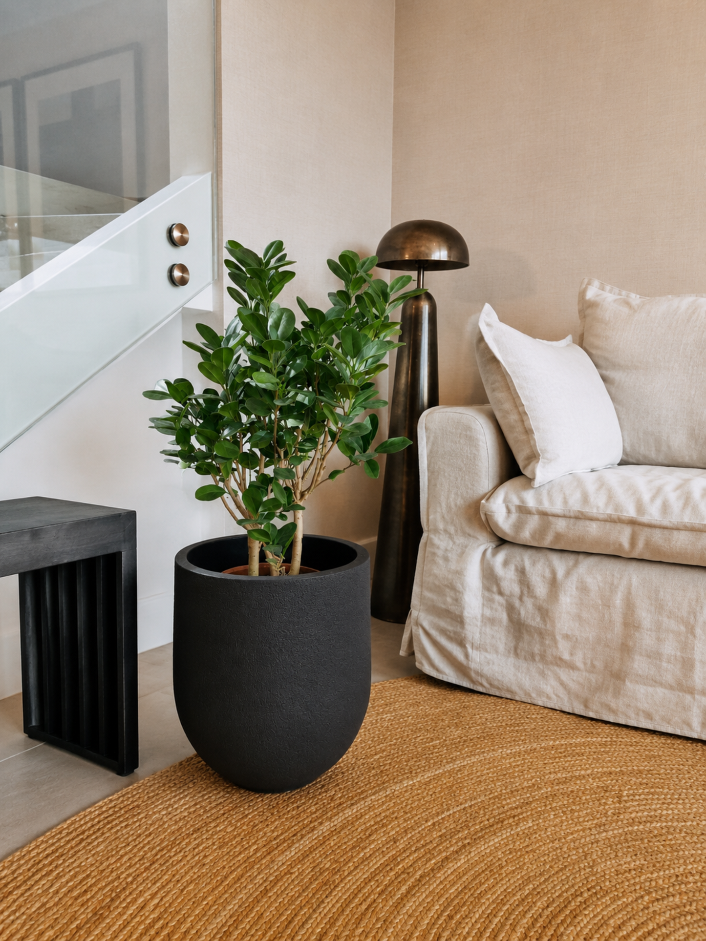 Ficus Moclamé XL + Macetero Bruma - Elige tu color