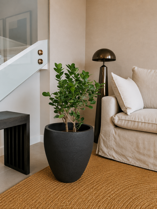 Ficus Moclamé XL + Macetero Cónico - Elige tu color