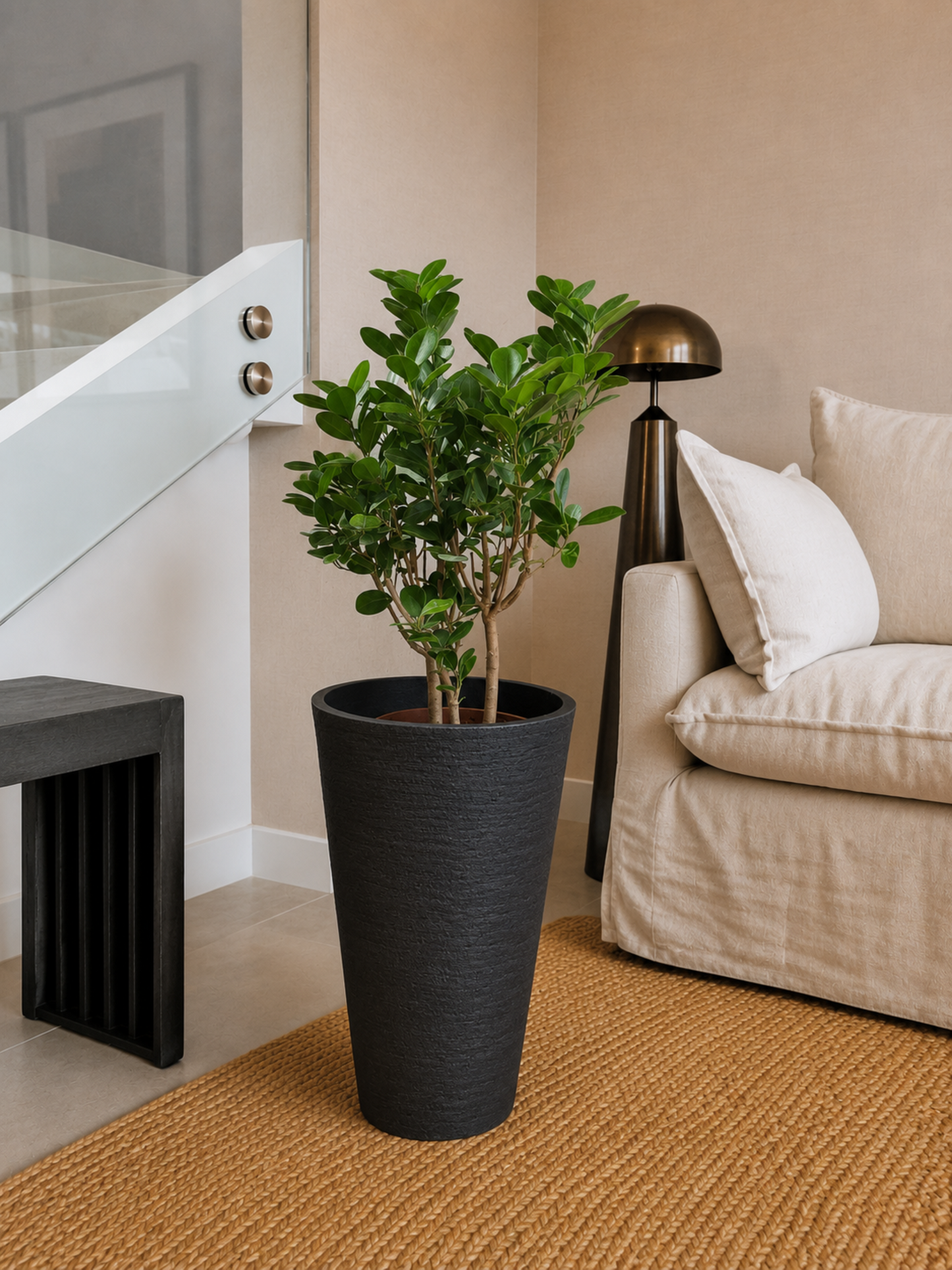 Ficus Moclamé XL + Macetero Torre - Elige tu color