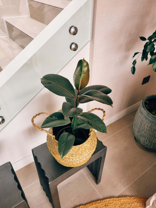 Ficus Ruby + Canasto - Elige el que más te guste