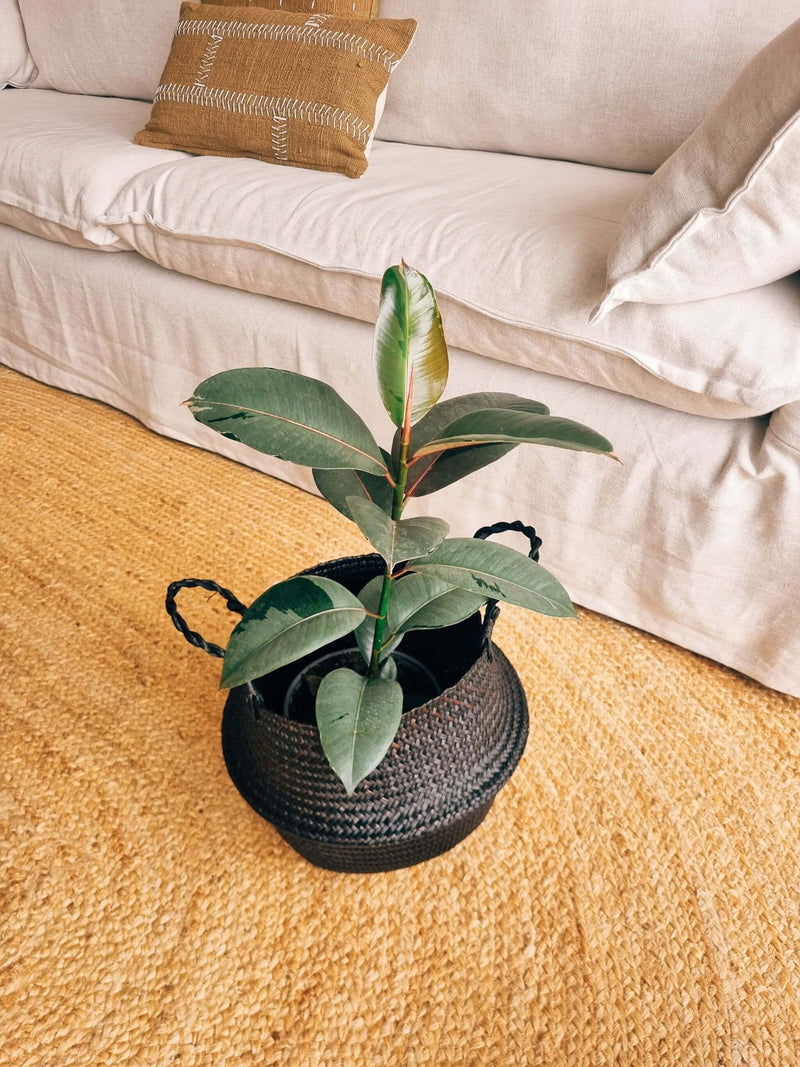 Ficus Ruby
