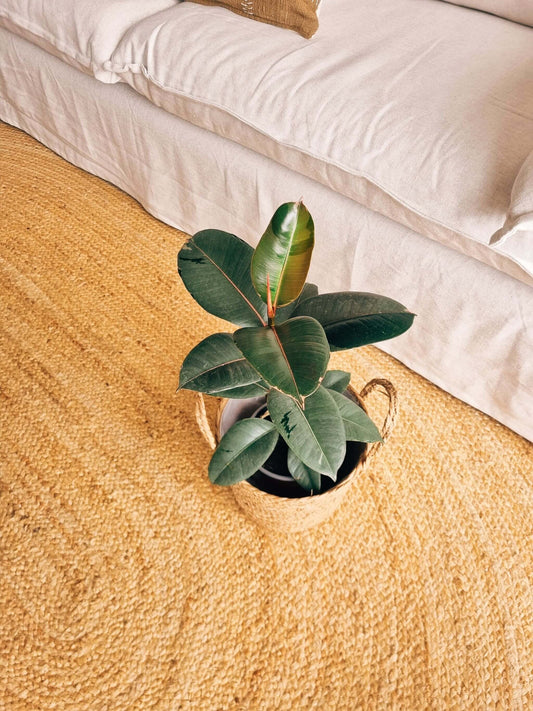 Ficus Ruby