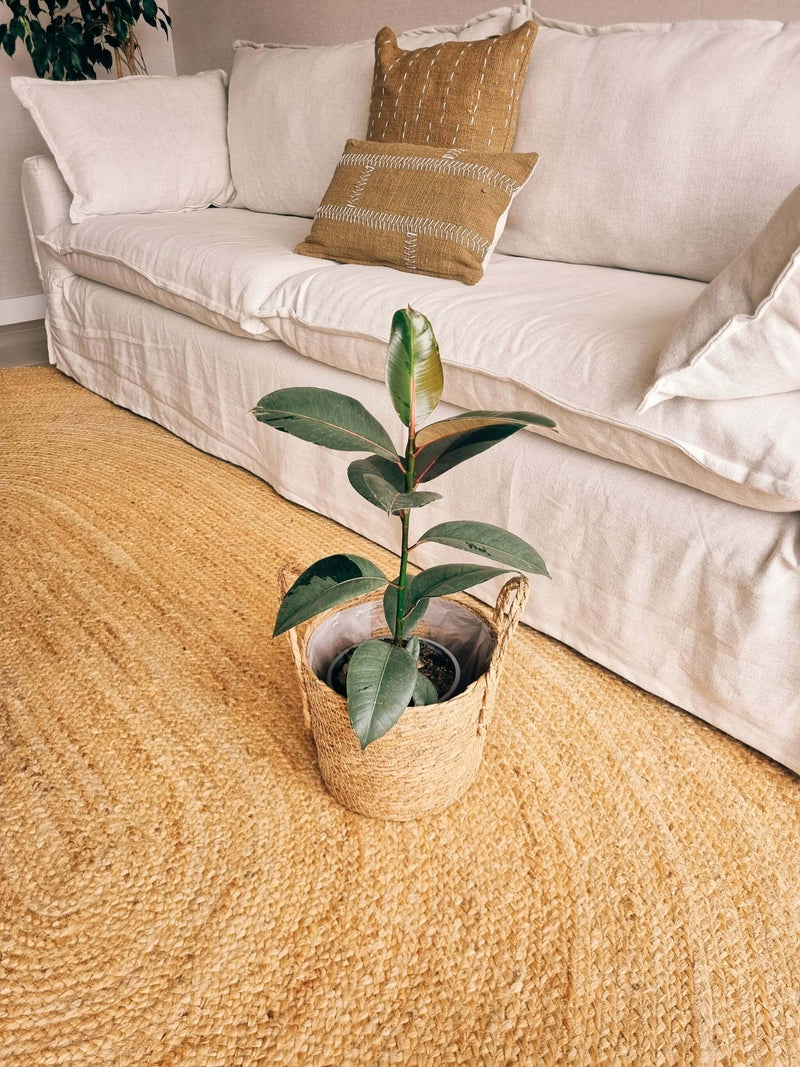 Ficus Ruby