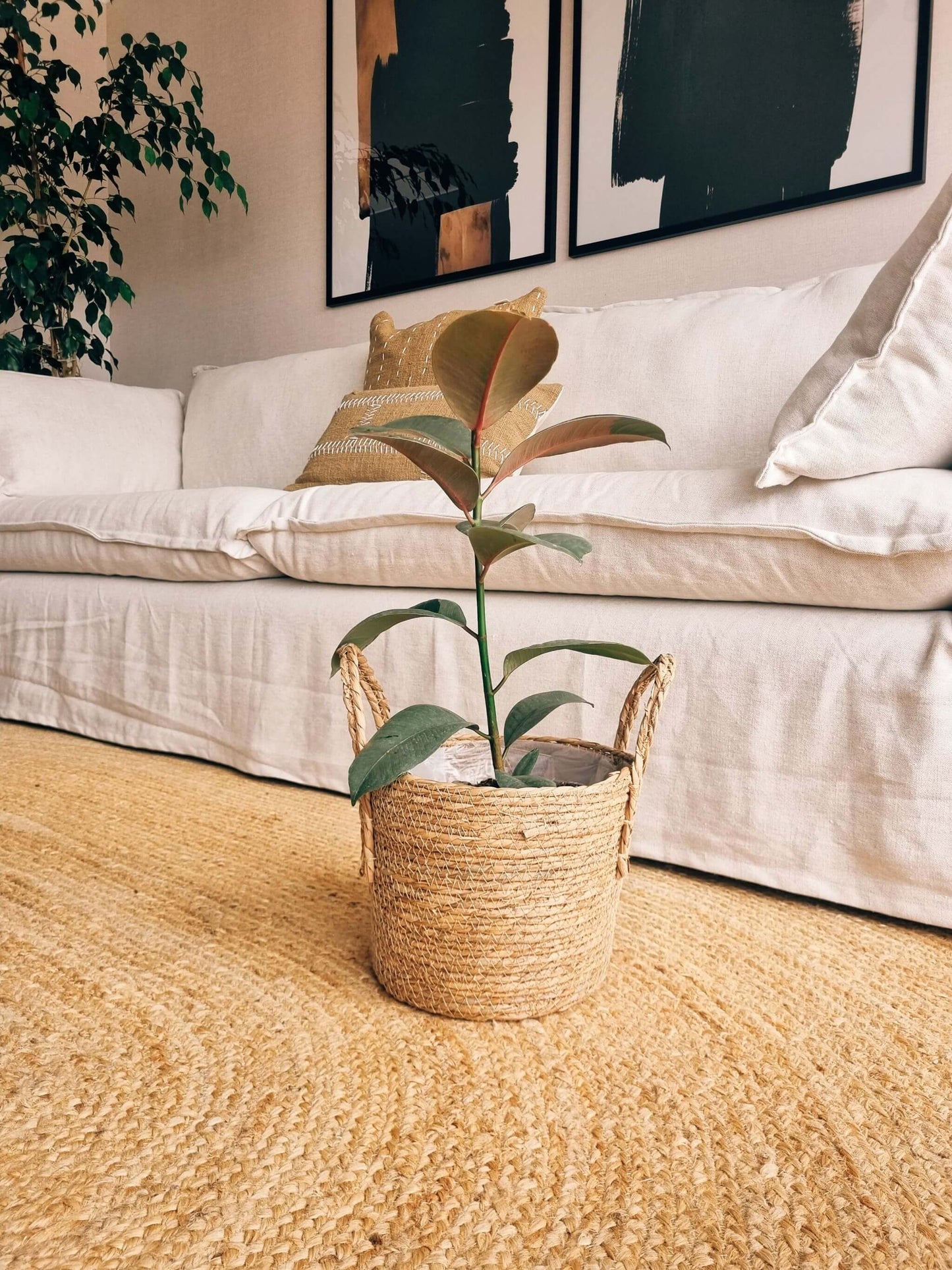 Ficus Ruby