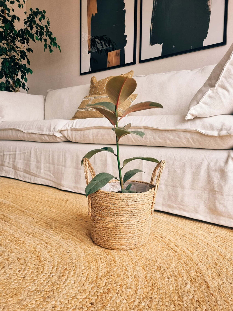 Ficus Ruby