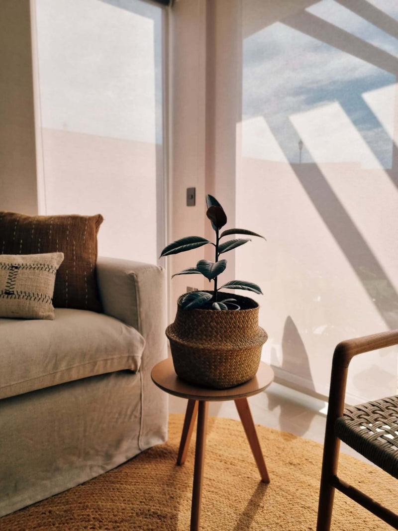 Ficus Ruby atardecer