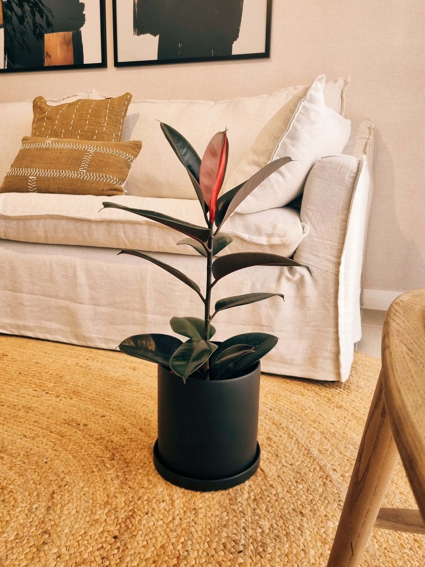 Ficus Ruby