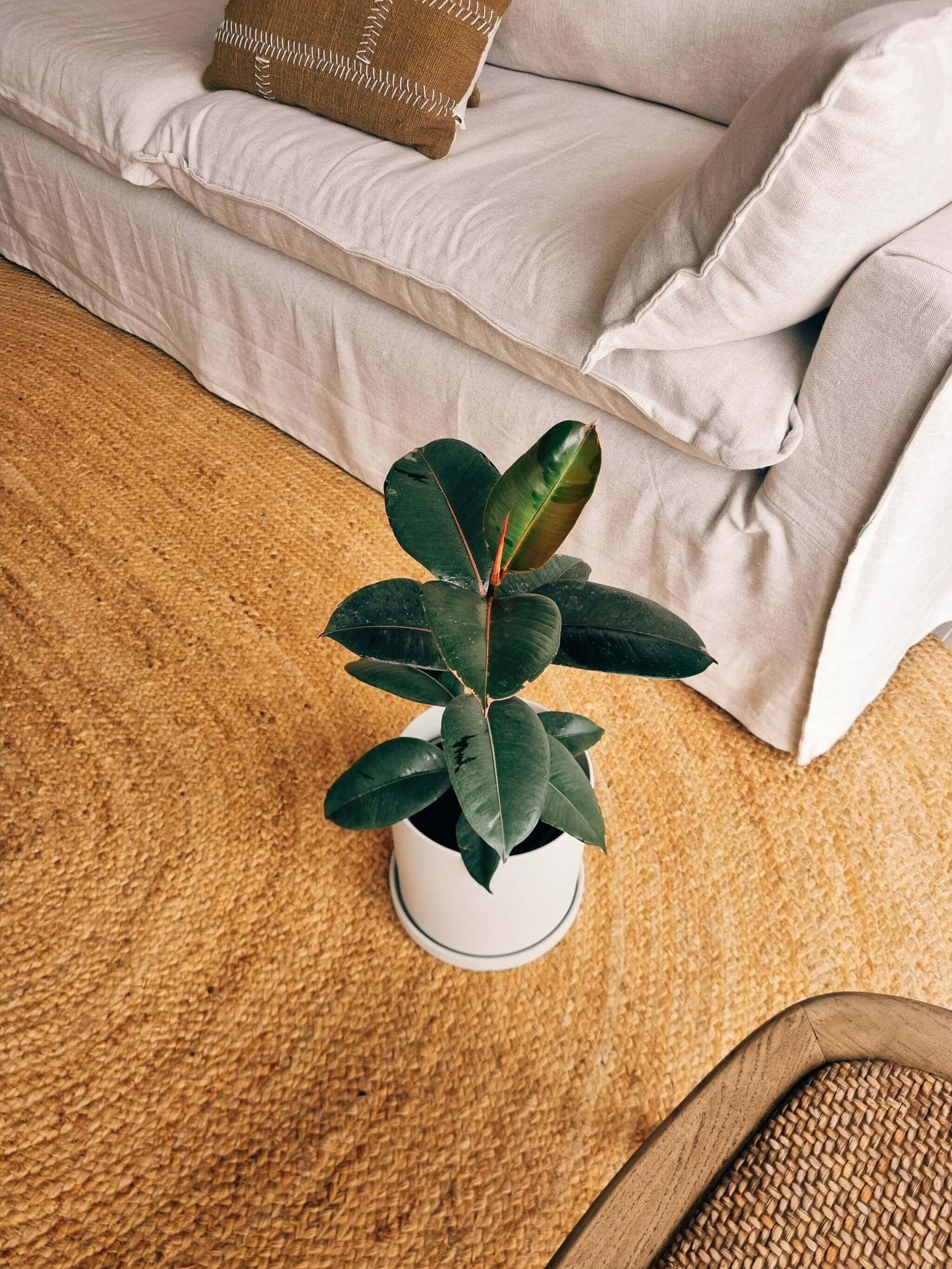 Ficus Ruby