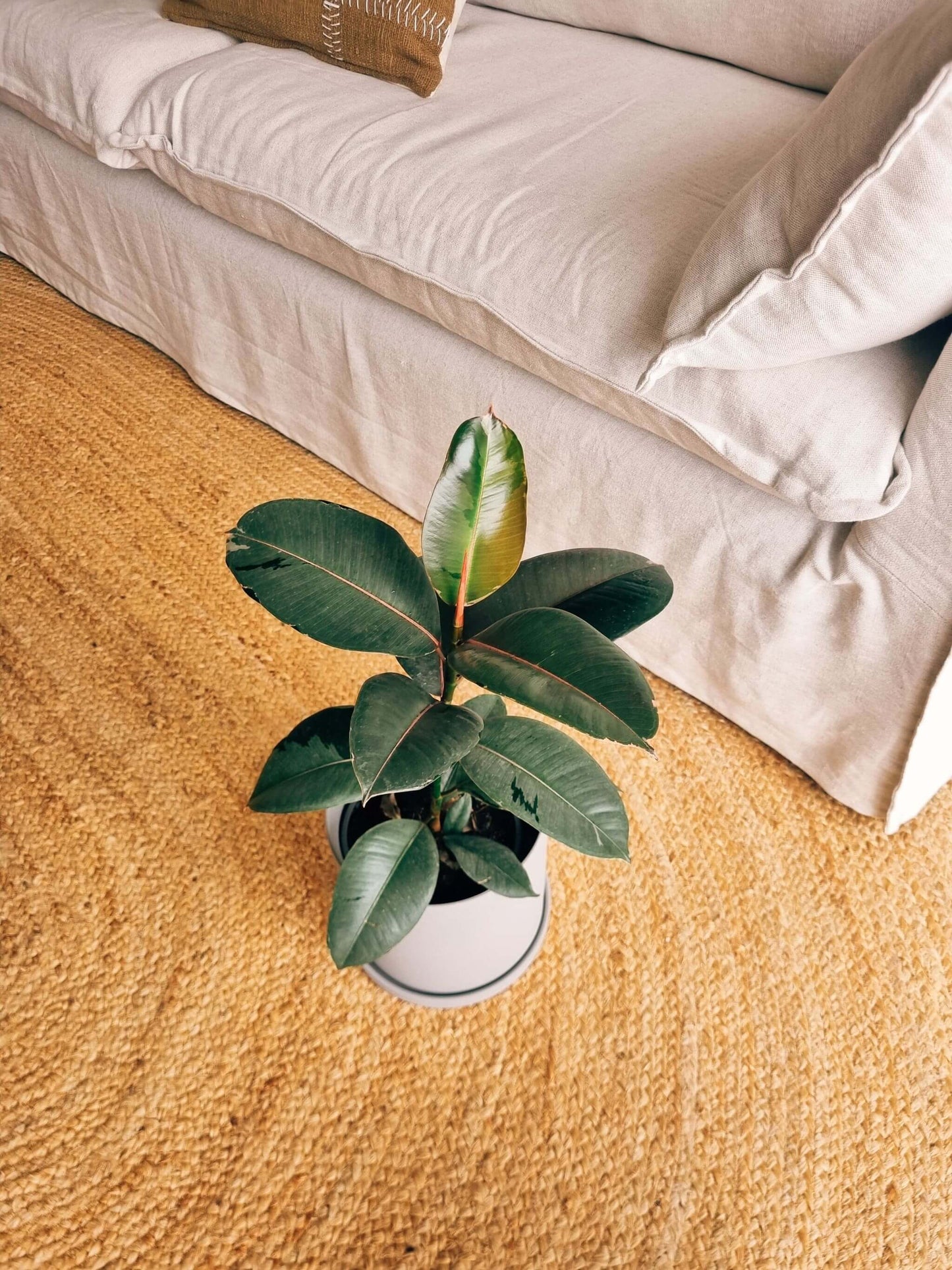 Ficus Ruby