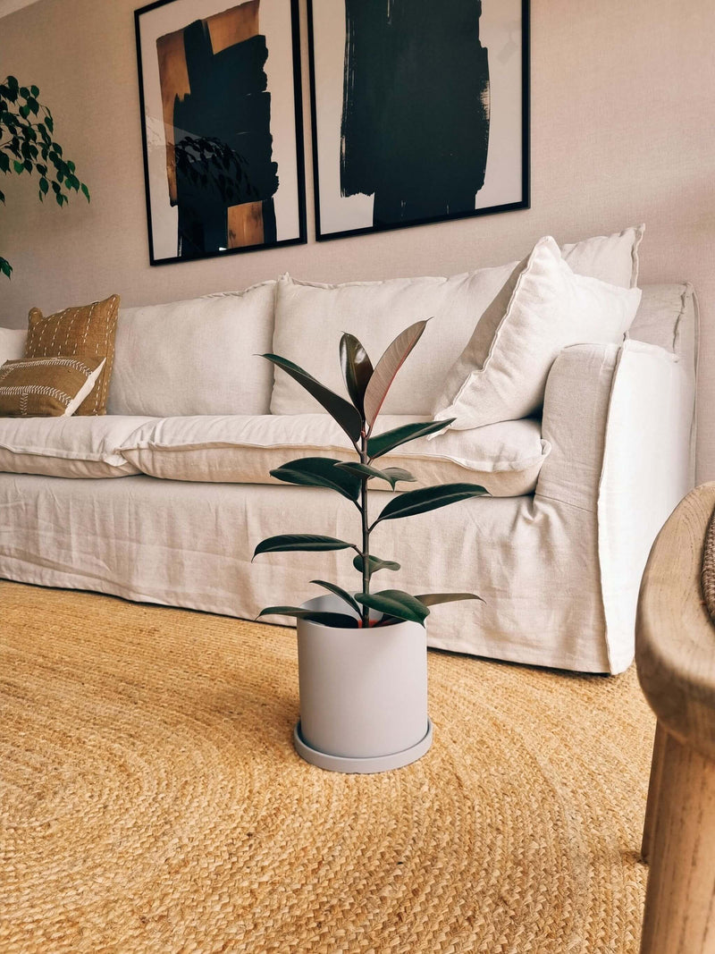 Ficus Ruby + Macetero Nordico - Elige tu color