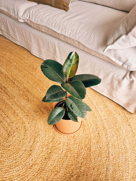 Ficus Ruby + Macetero Nordico - Elige tu color