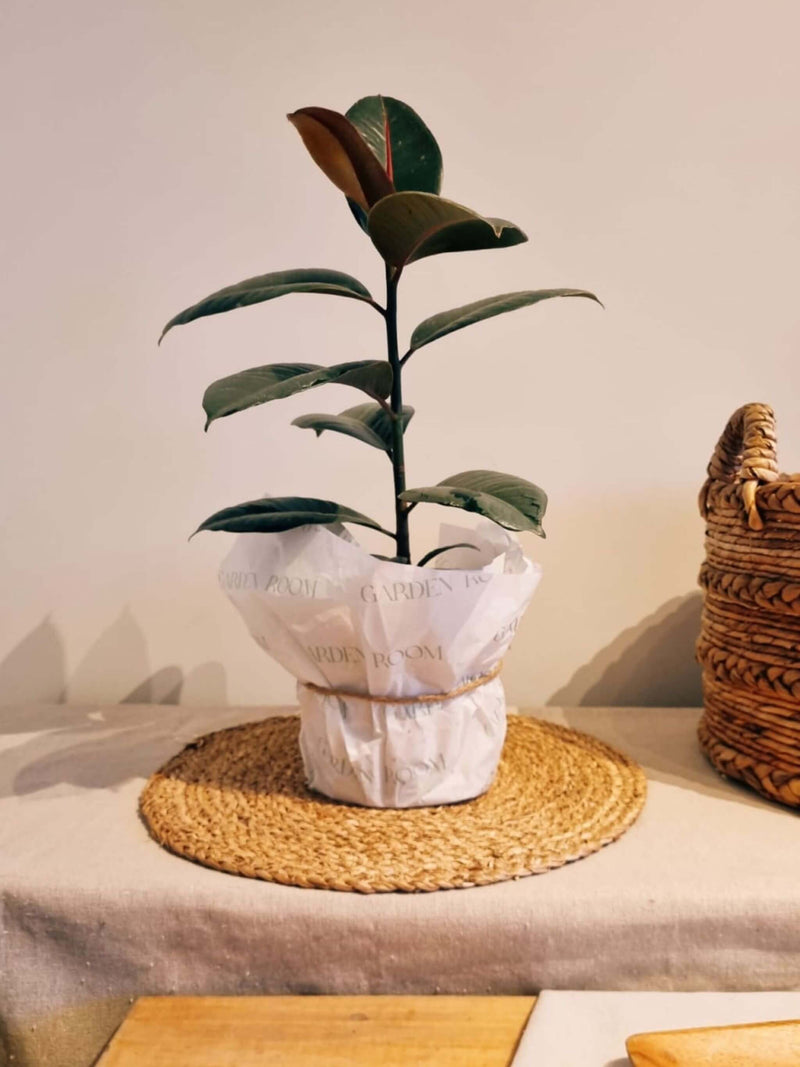 Ficus Ruby para regalo