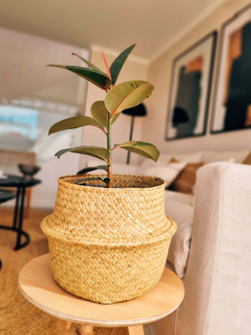Ficus Ruby en canasto
